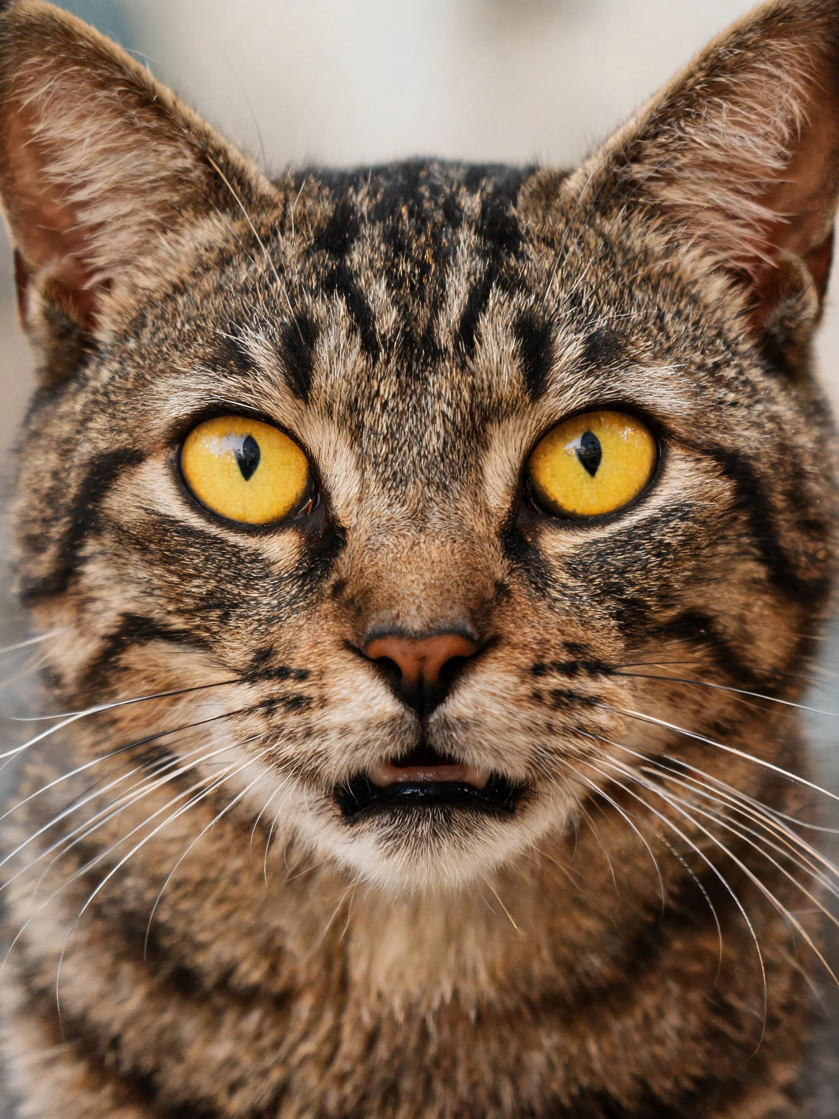 虎斑短毛猫有着明亮的黄色眼睛和清晰的条纹图案,胡须细长清晰。