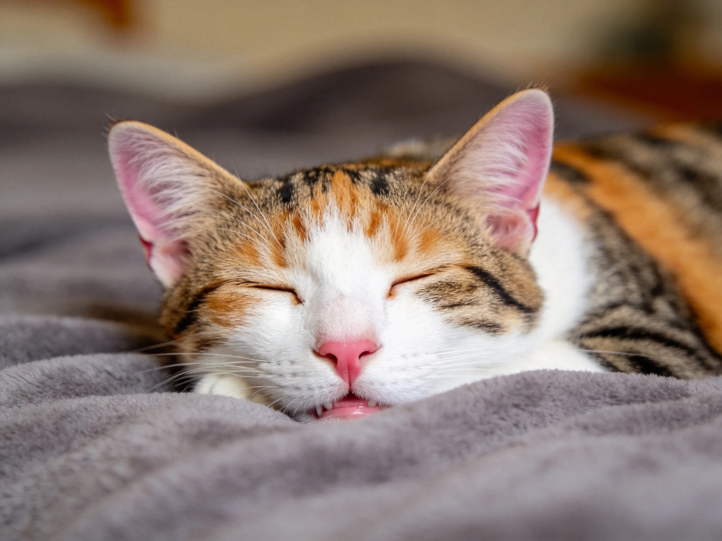 三色短毛家猫安静趴在柔软灰色毯子上,双眼紧闭处于睡眠状态,面部有橙白相间特征。