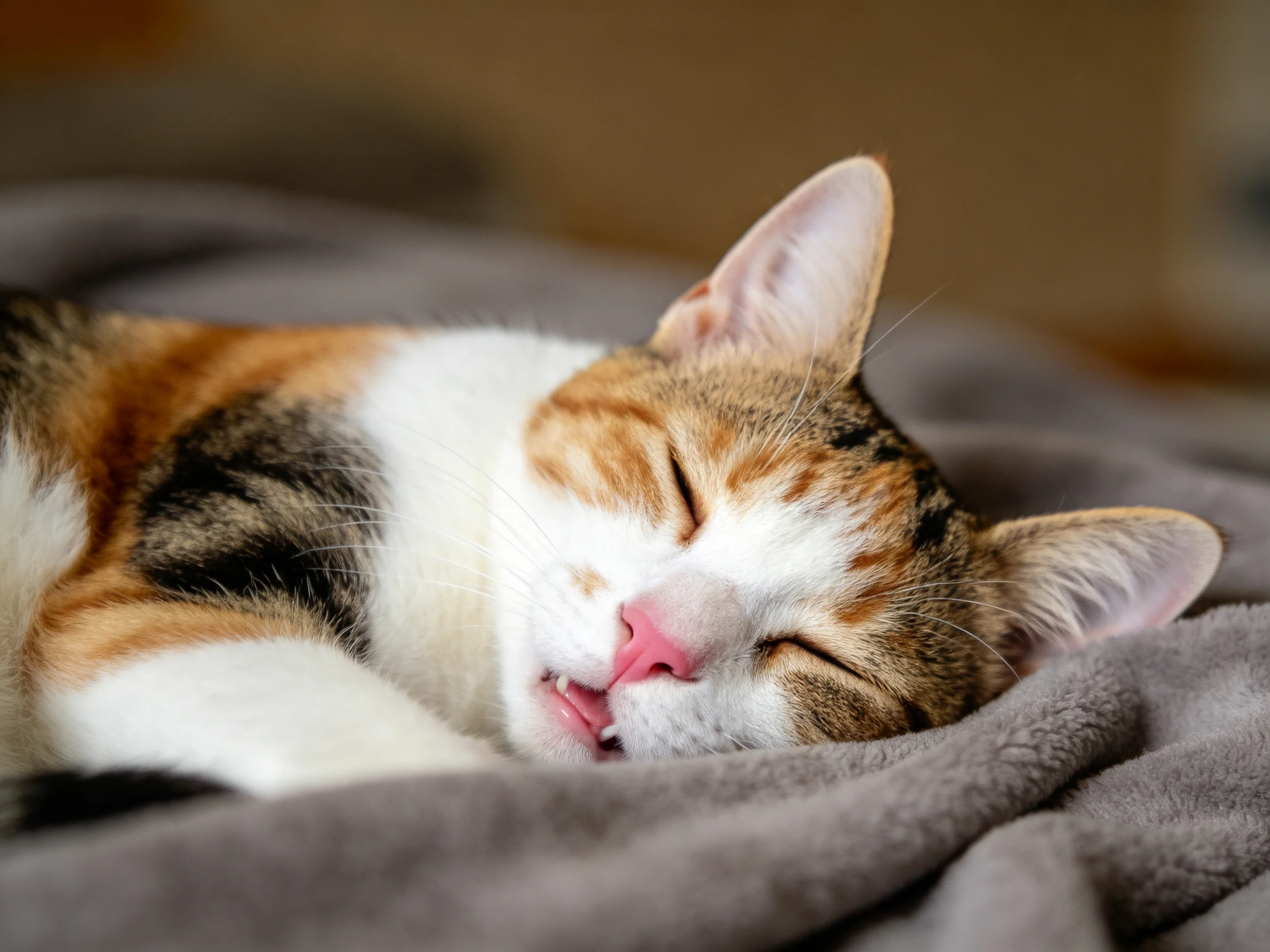 三色短毛猫安静睡眠,白色、橙色和黑色毛发分明,处于放松姿态。