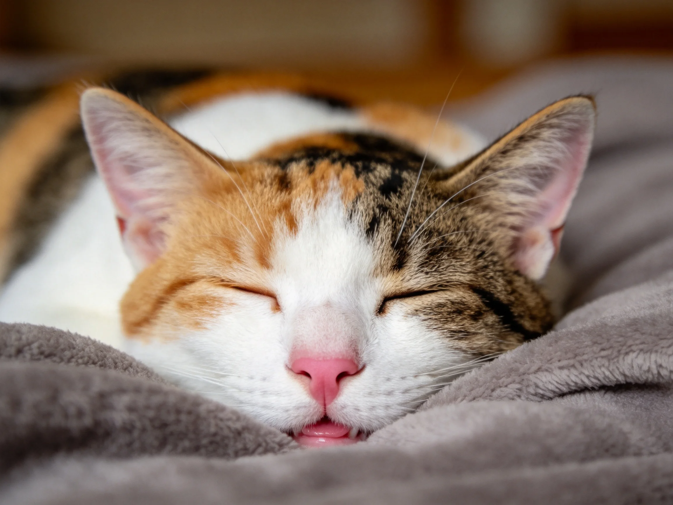 三色短毛家猫安静趴卧,粉红色鼻尖与橙黑白相间的毛发清晰可见。