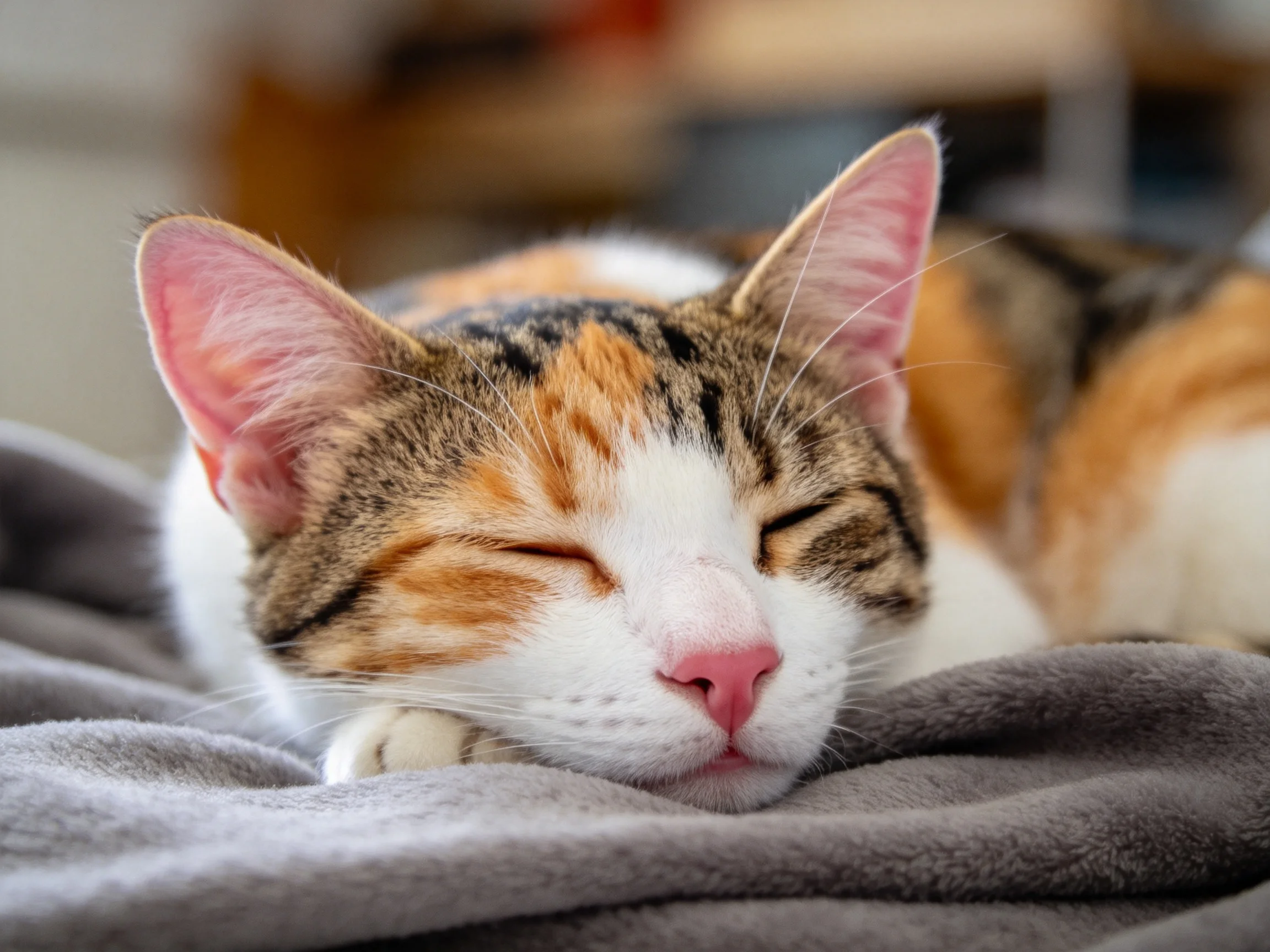 三色短毛家猫闭眼休息,粉红色鼻头清晰可见,毛发有白色、橙色和黑色相间的纹理。
