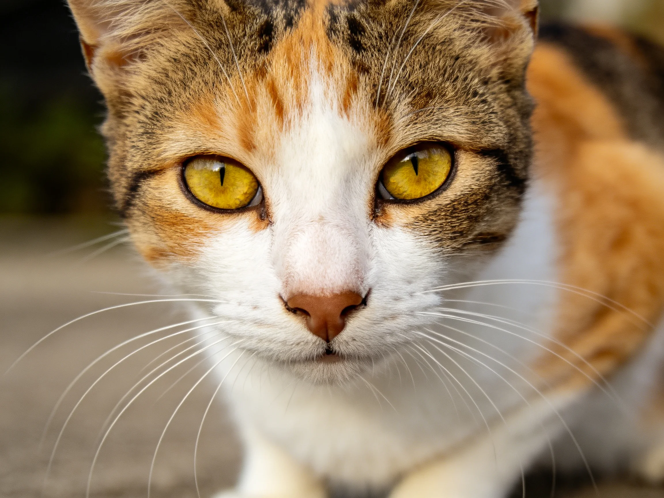 三色短毛家猫黄色眼睛明亮,白色脸部与橙黑相间的背部形成鲜明对比,胡须细长洁白。