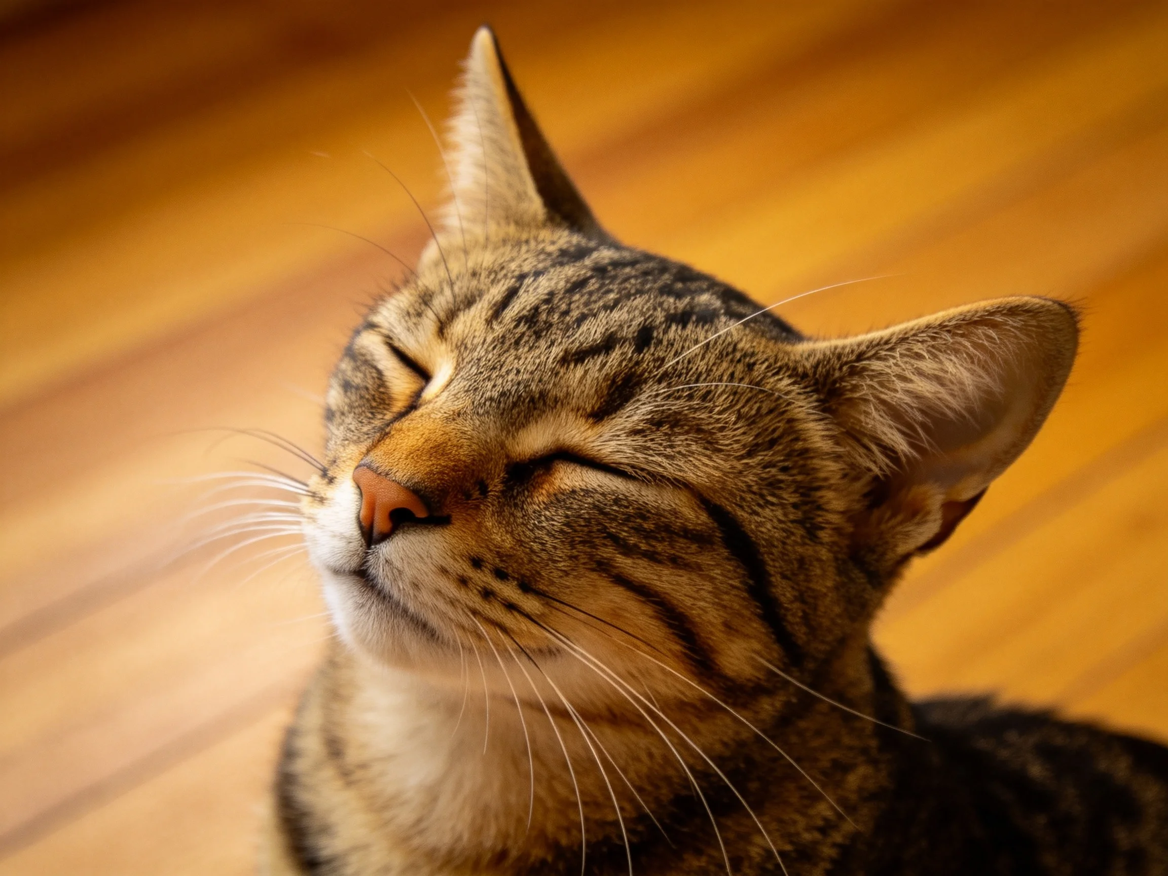 短毛虎斑猫双眼紧闭，修长的胡须清晰可见，处于放松状态。