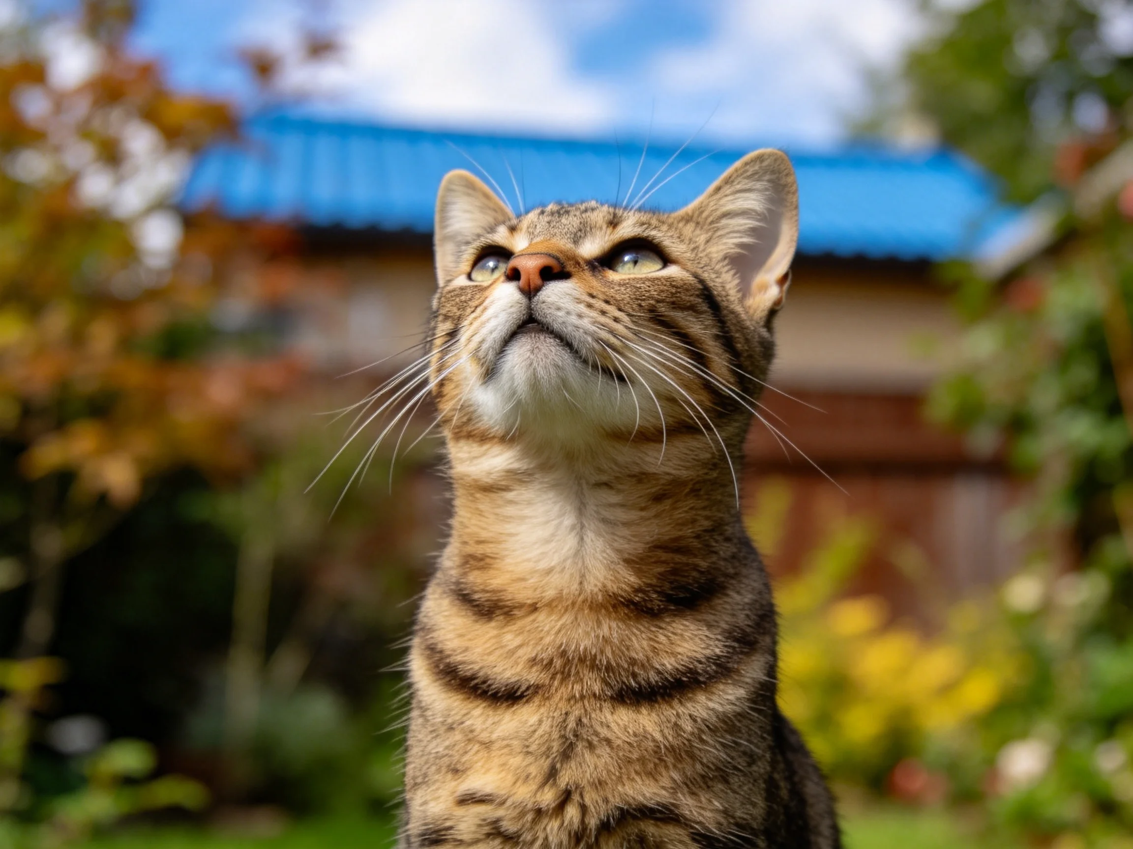 短毛虎斑猫抬头仰望,身上有清晰的虎斑纹路,胡须伸展。