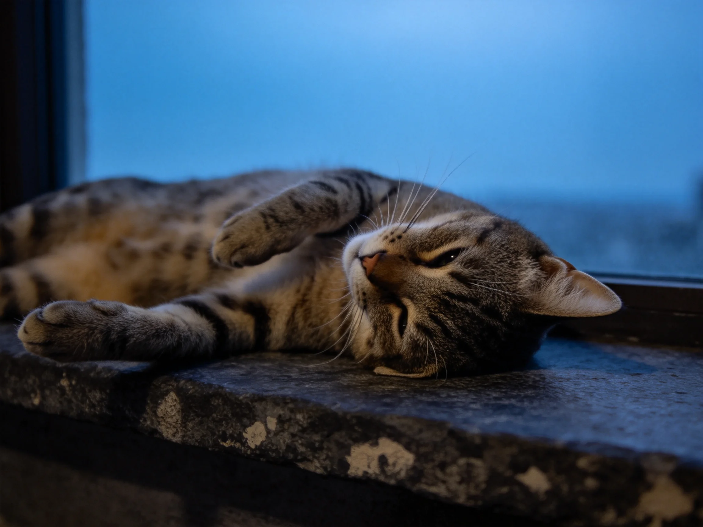 短毛虎斑猫侧卧在窗台上,抬爪进行自我梳理,皮毛条纹清晰可见。