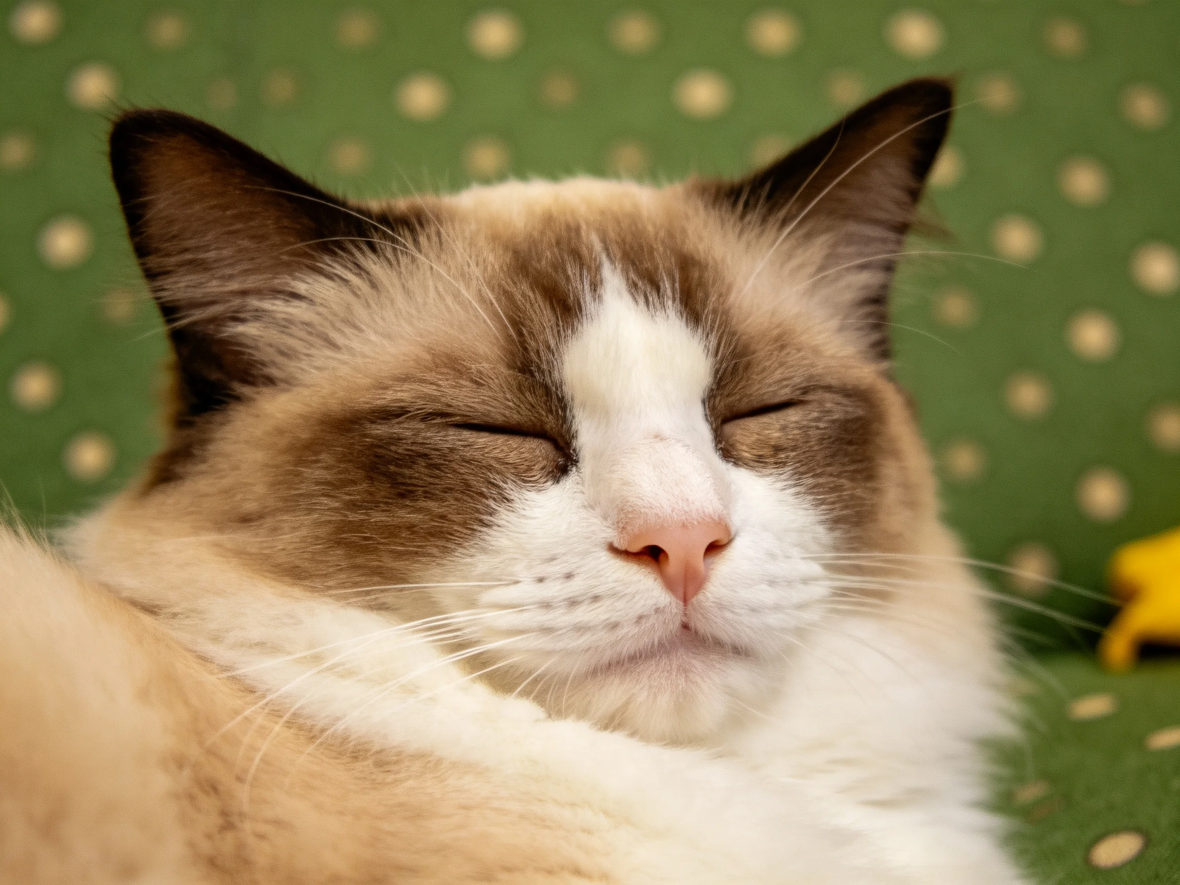 这是一只布偶猫,闭着眼睛休息,淡棕色与白色相间的毛发清晰可见,姿态放松。