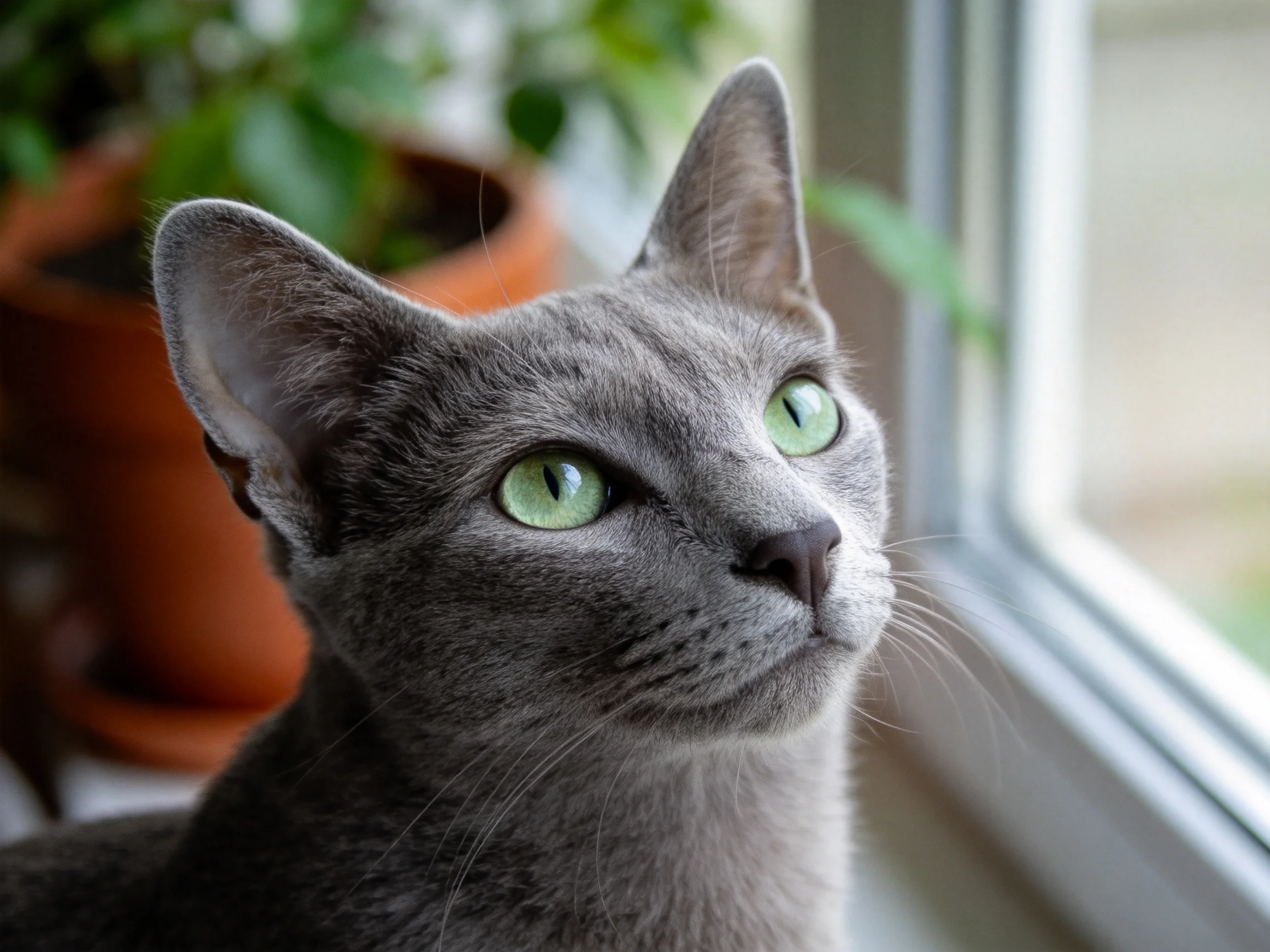 一只蓝灰色短毛猫拥有明亮的绿色眼睛,皮毛柔软顺滑,正专注地凝视窗外景象。