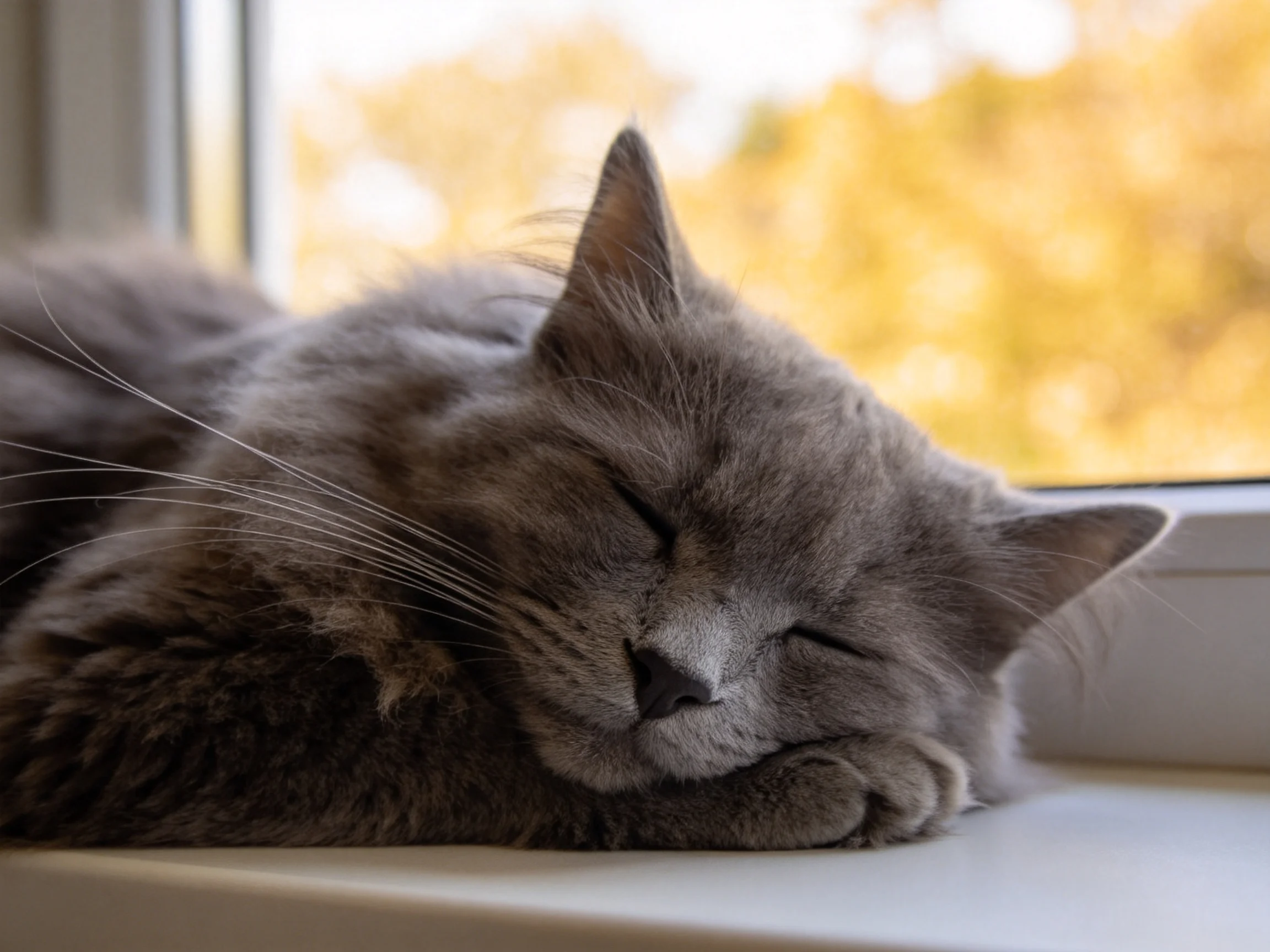 灰色英国短毛猫闭眼趴在窗台上,柔软的灰色毛发清晰可见。