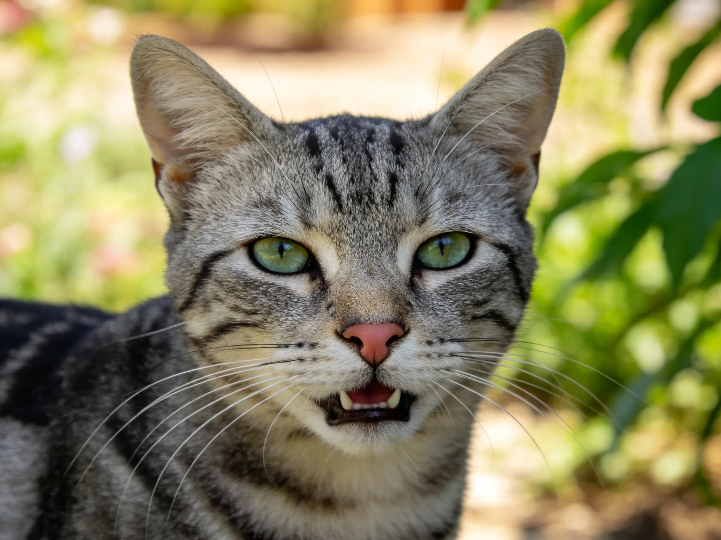 灰虎斑短毛猫,绿色眼睛明亮,嘴巴微张,身处户外环境。