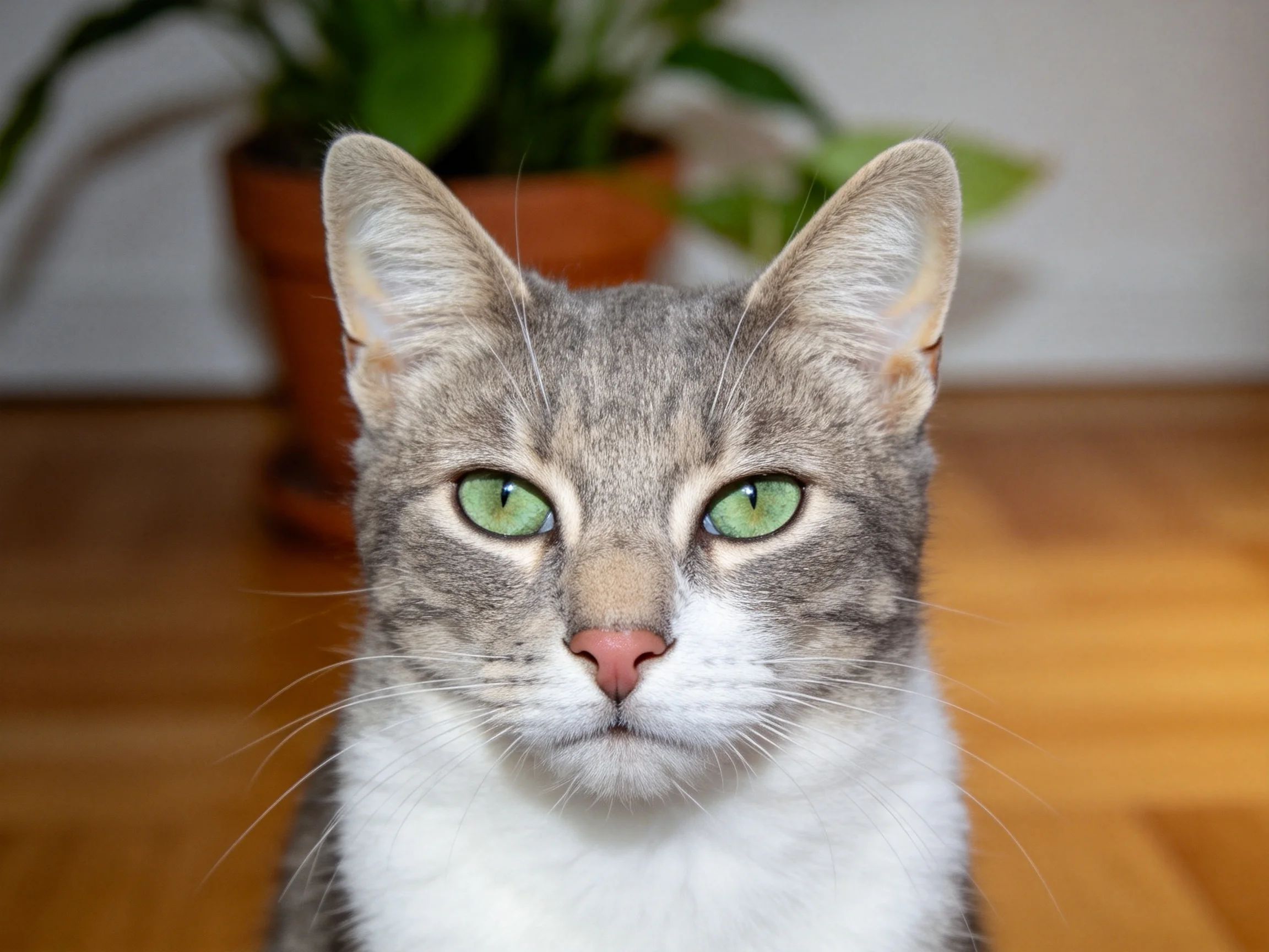 灰白花色短毛家猫有着明亮的绿色眼睛,毛发柔软顺滑,正安静地坐在木质桌面上。