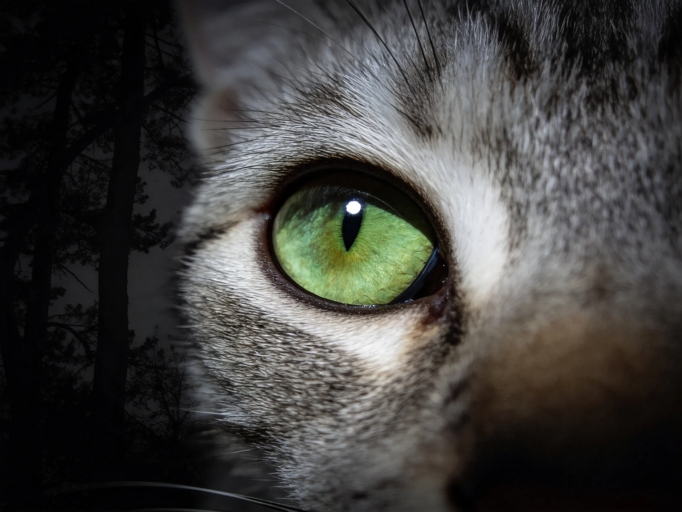 灰白短毛猫拥有翠绿色眼睛, 瞳孔处有明显反光, 眼周毛发为浅灰色带细碎斑纹。