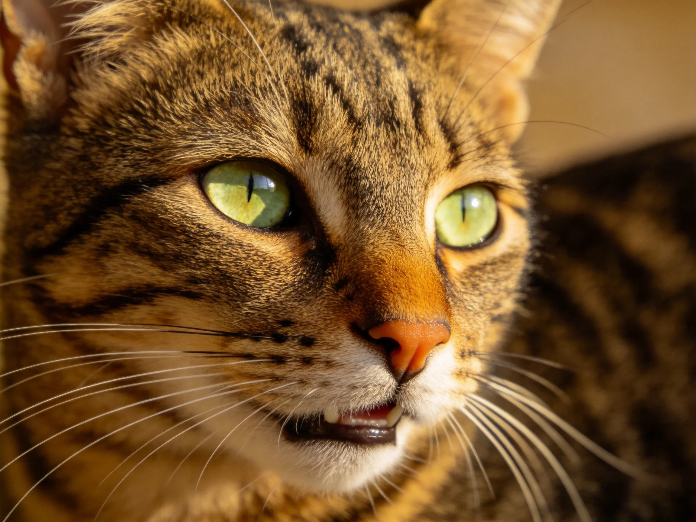 虎斑纹短毛猫拥有明亮的绿色眼睛,鼻尖呈暖橙色,皮毛呈现典型虎斑纹。