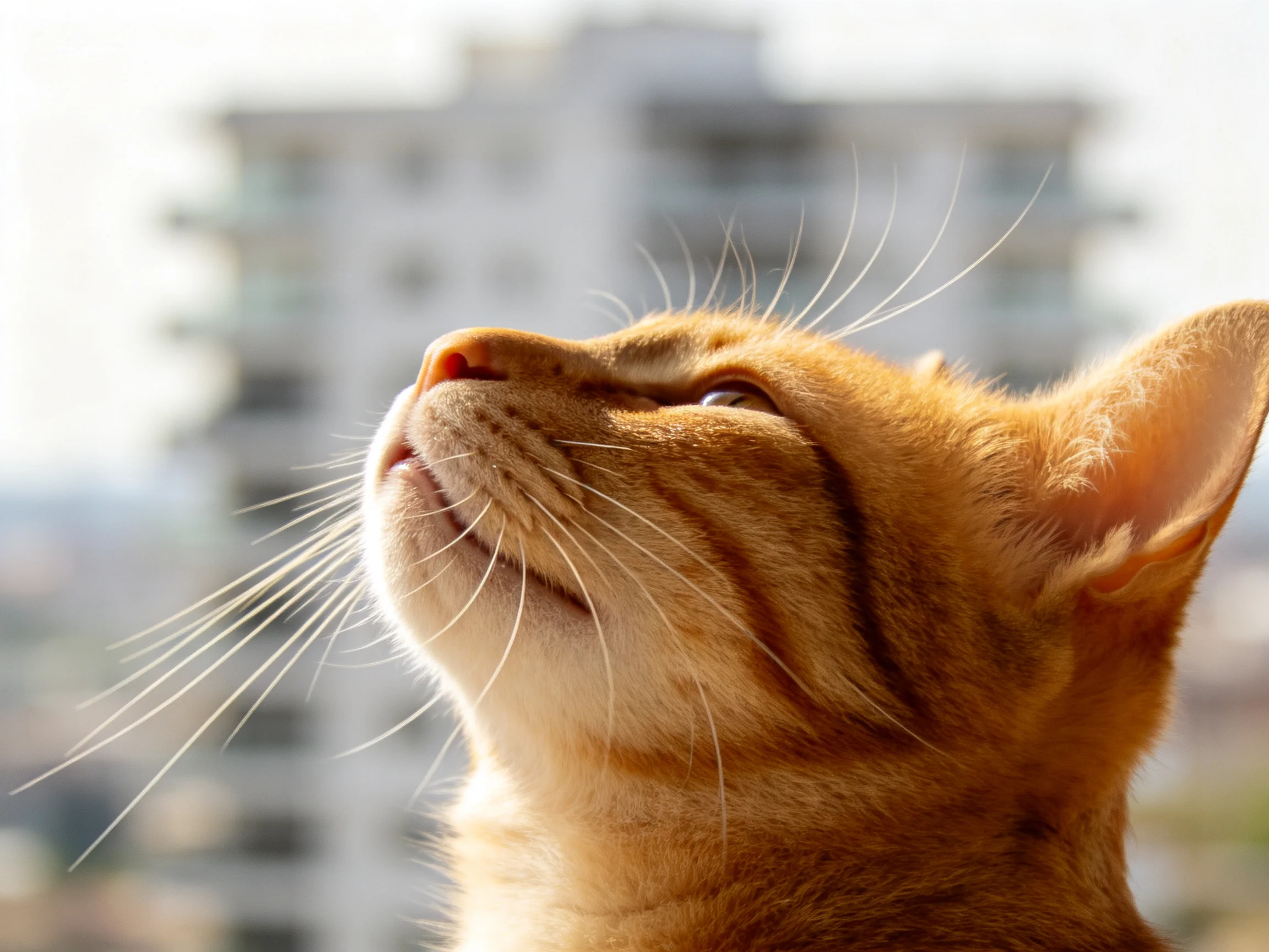 橘色虎斑纹短毛家猫抬头仰望,其带有黑色条纹的橙色皮毛和清晰的白色胡须在画面中十分醒目。