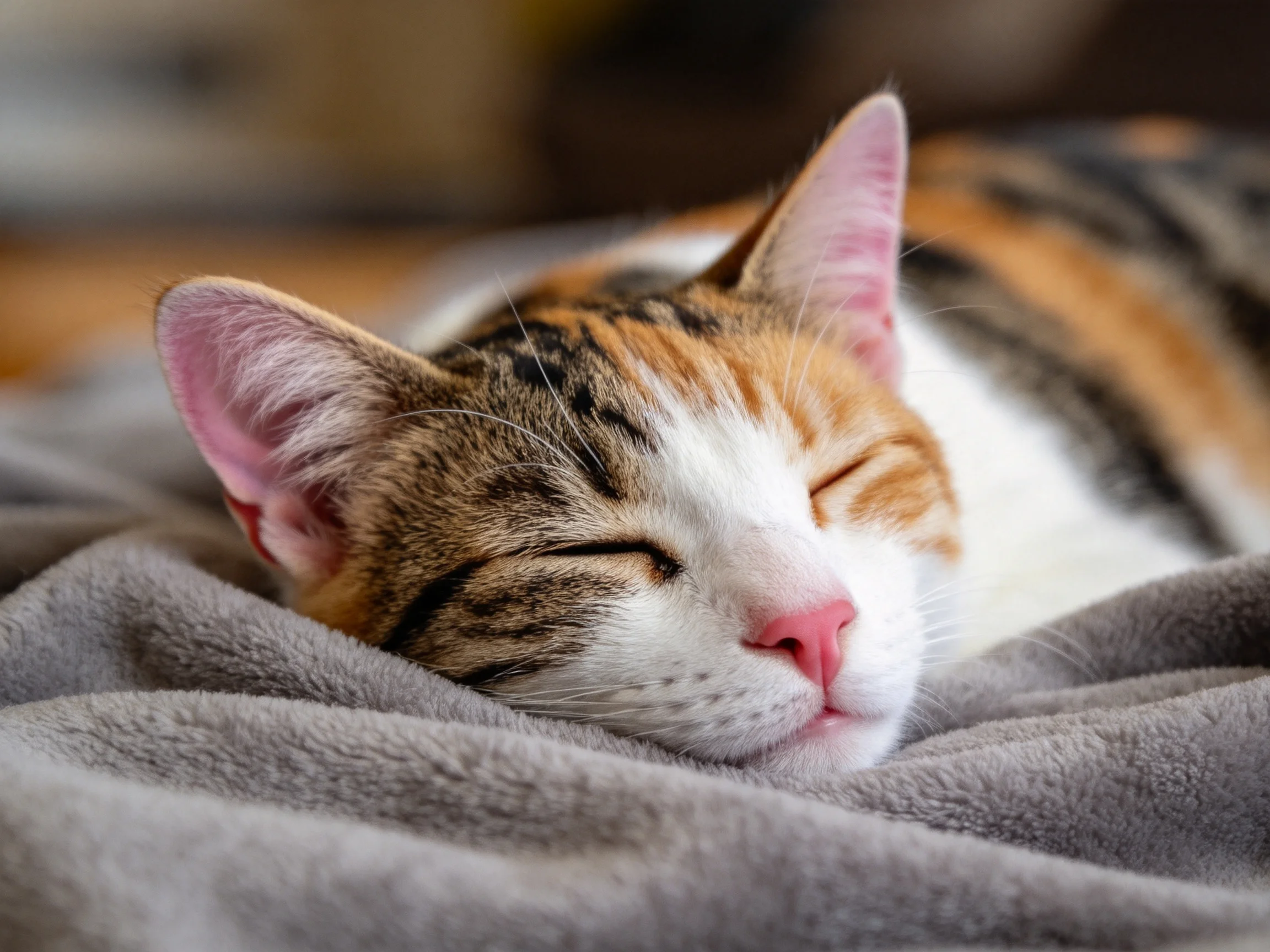 三色短毛家猫安静睡眠中(粉红色鼻尖与多彩被毛清晰可见)。