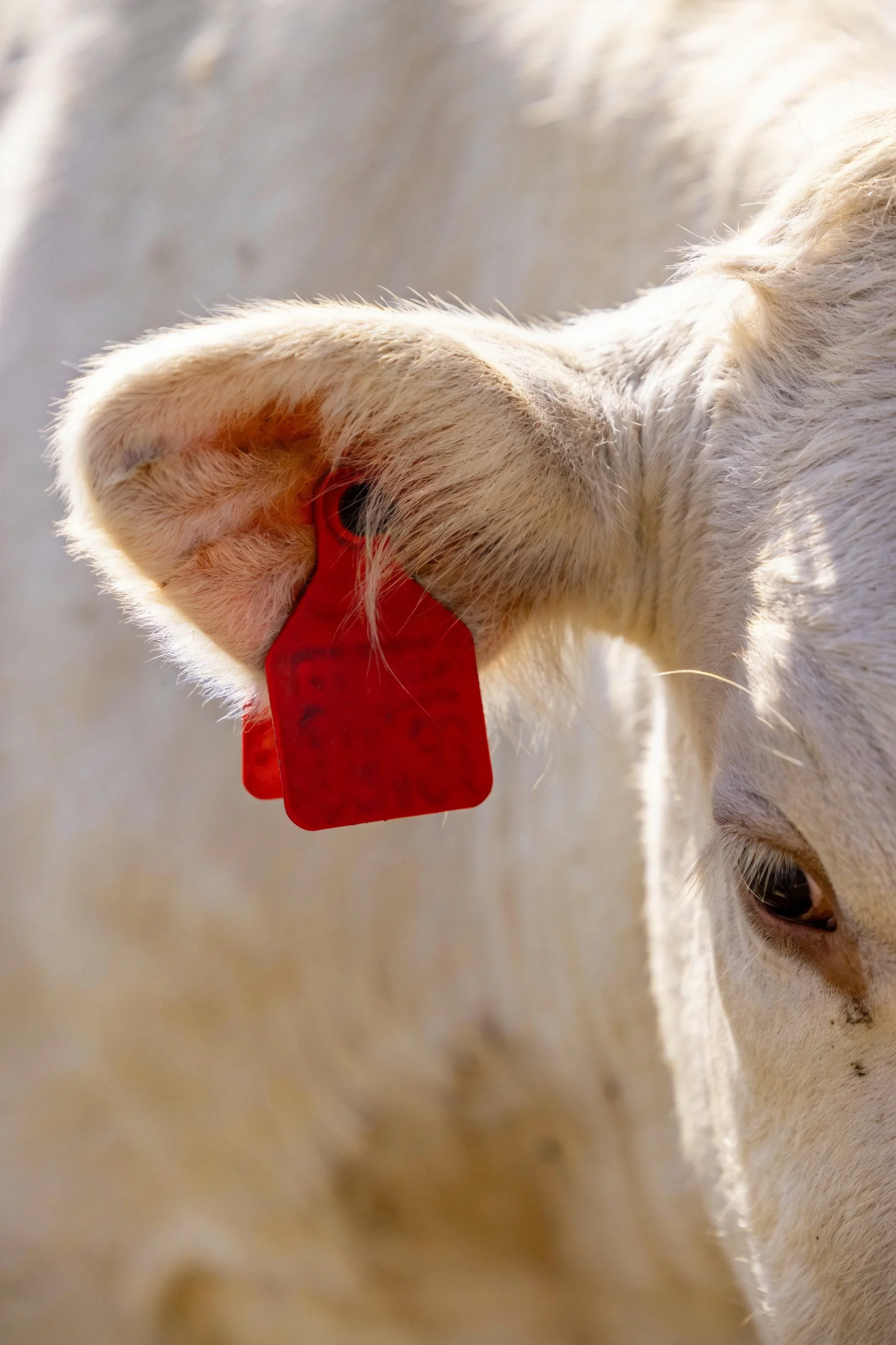 一头白色短角牛的耳朵上挂着红色的耳标，耳标表面光滑且颜色鲜艳。