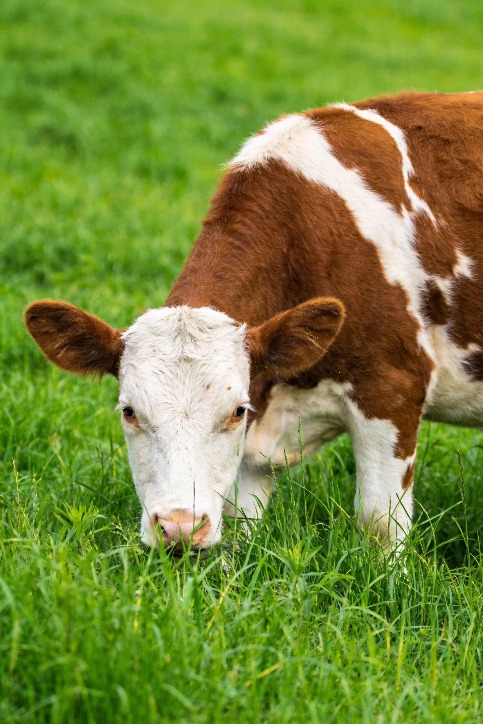 棕白花斑乳用牛低头吃草,白色的面部与棕褐相间的身体在青绿草地上十分醒目。