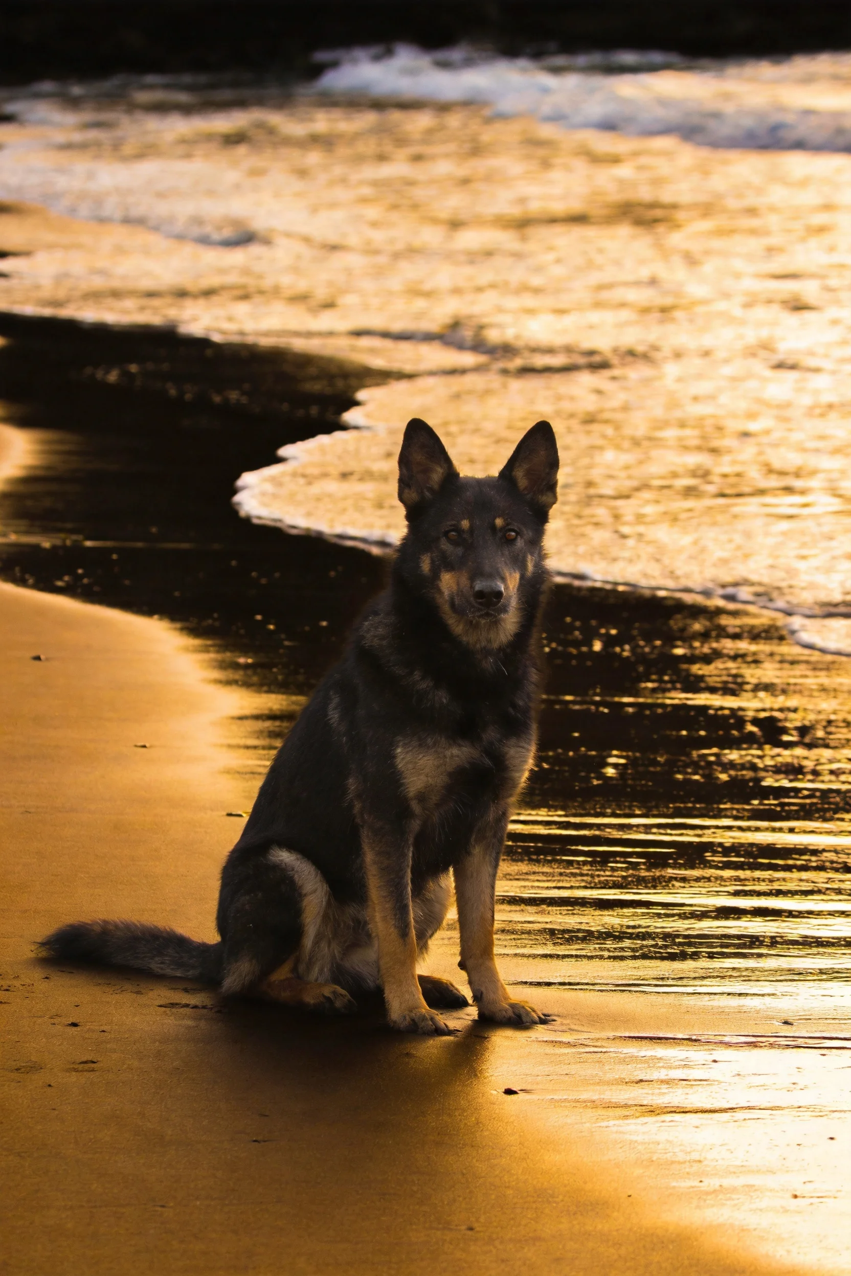德国牧羊犬安静地坐在沙滩上,黑色的毛发在夕阳下显得清晰,耳朵竖立着注视前方。
