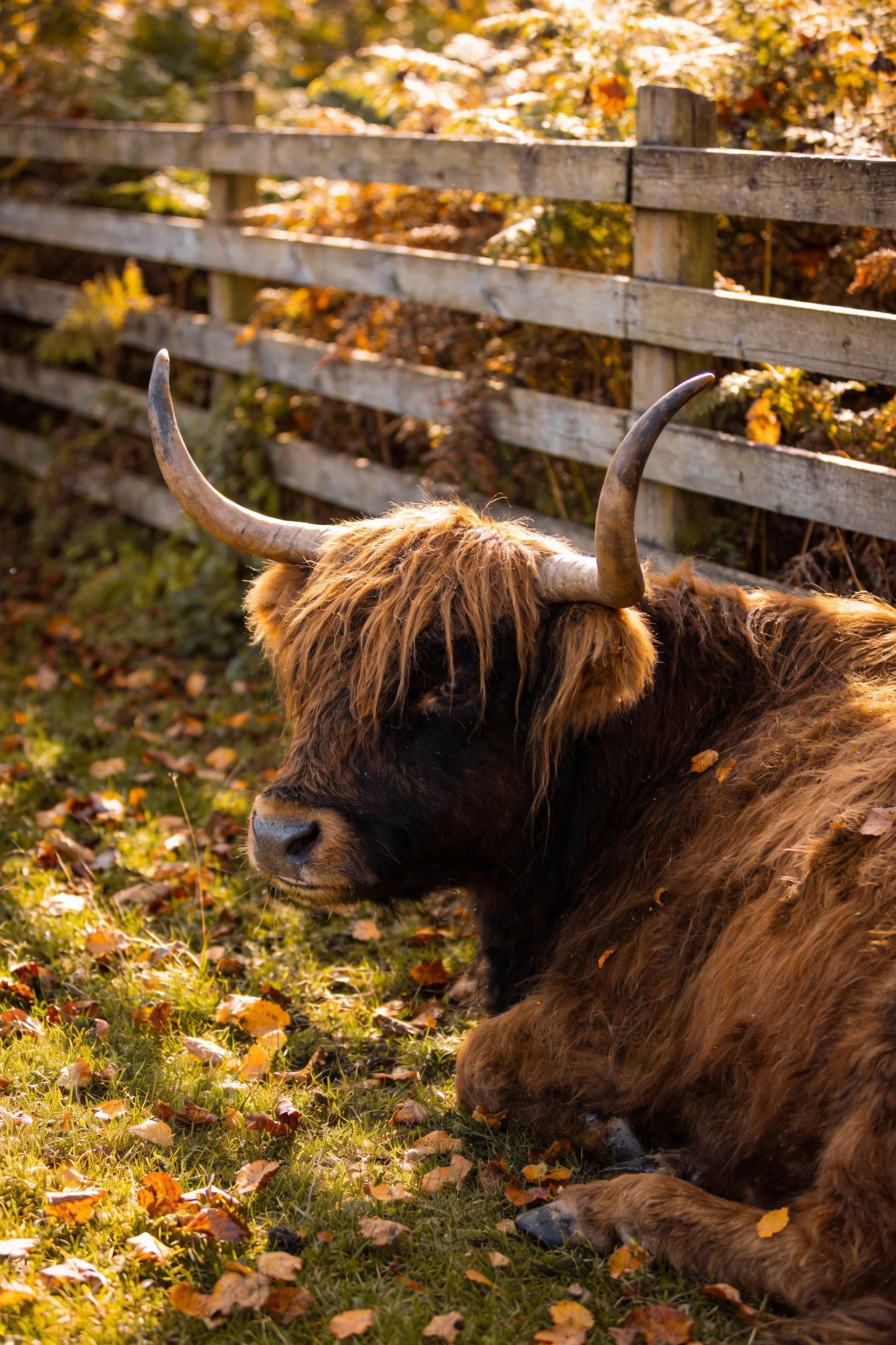 一只高地牛安静地躺在草地上,毛发蓬松柔软,头部有弯曲的大角,周围散落着枯黄的落叶。