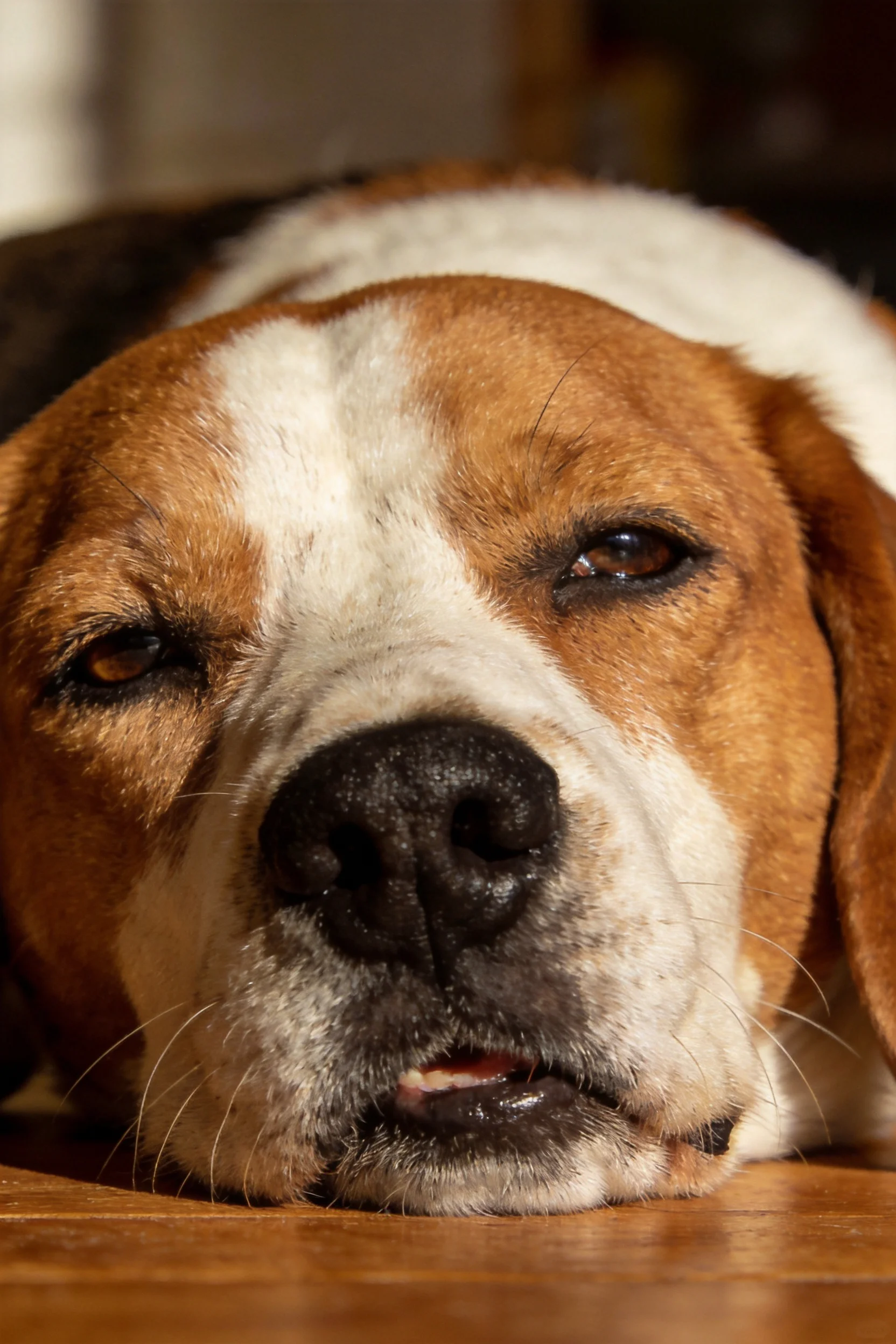 比格犬半睁双眼,棕白相间的毛发与黑色的鼻头清晰可见。