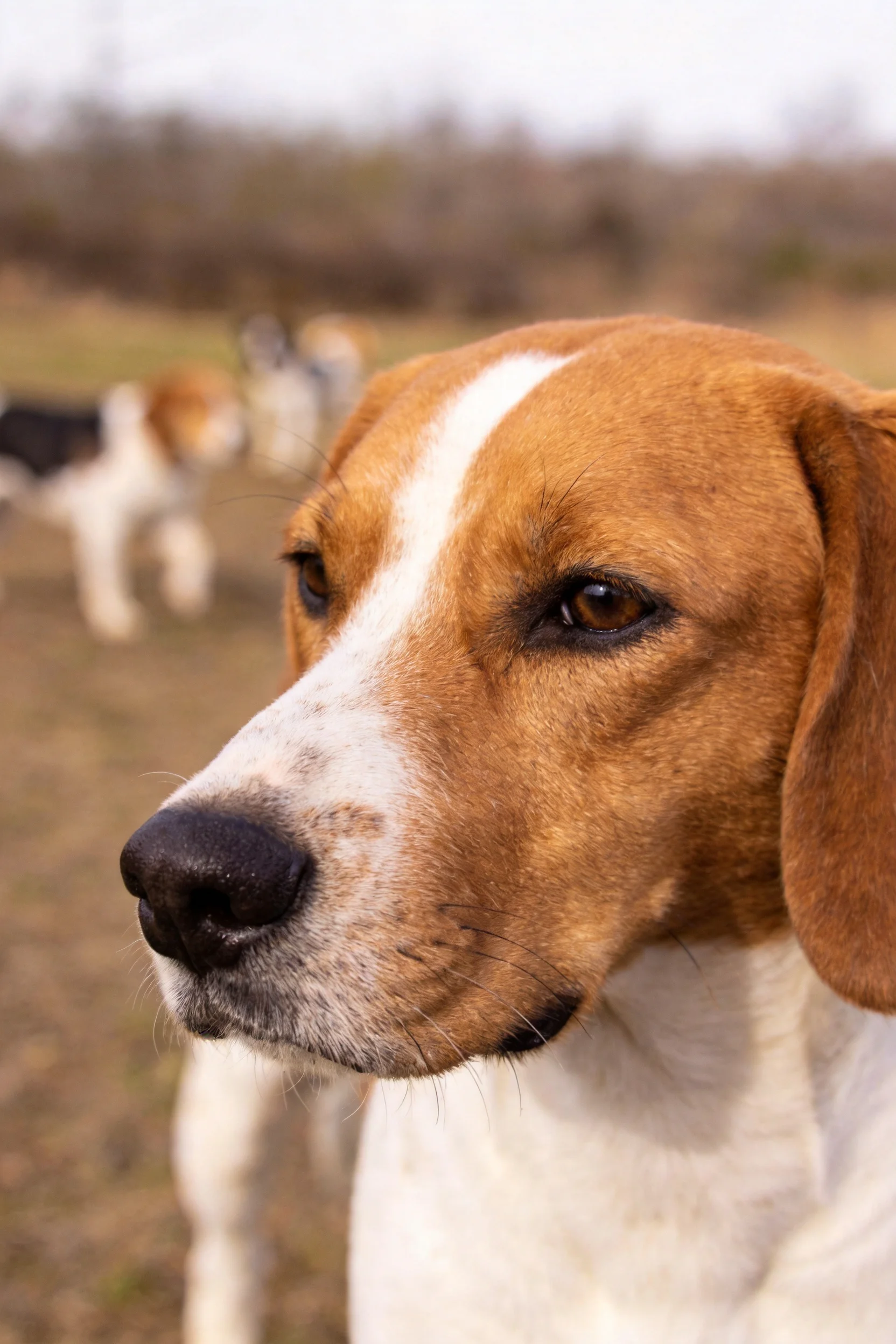 一只英国猎狐犬正安静地站在草地上,棕白相间的毛发,耳朵大而下垂,眼神专注,鼻尖微微湿润。