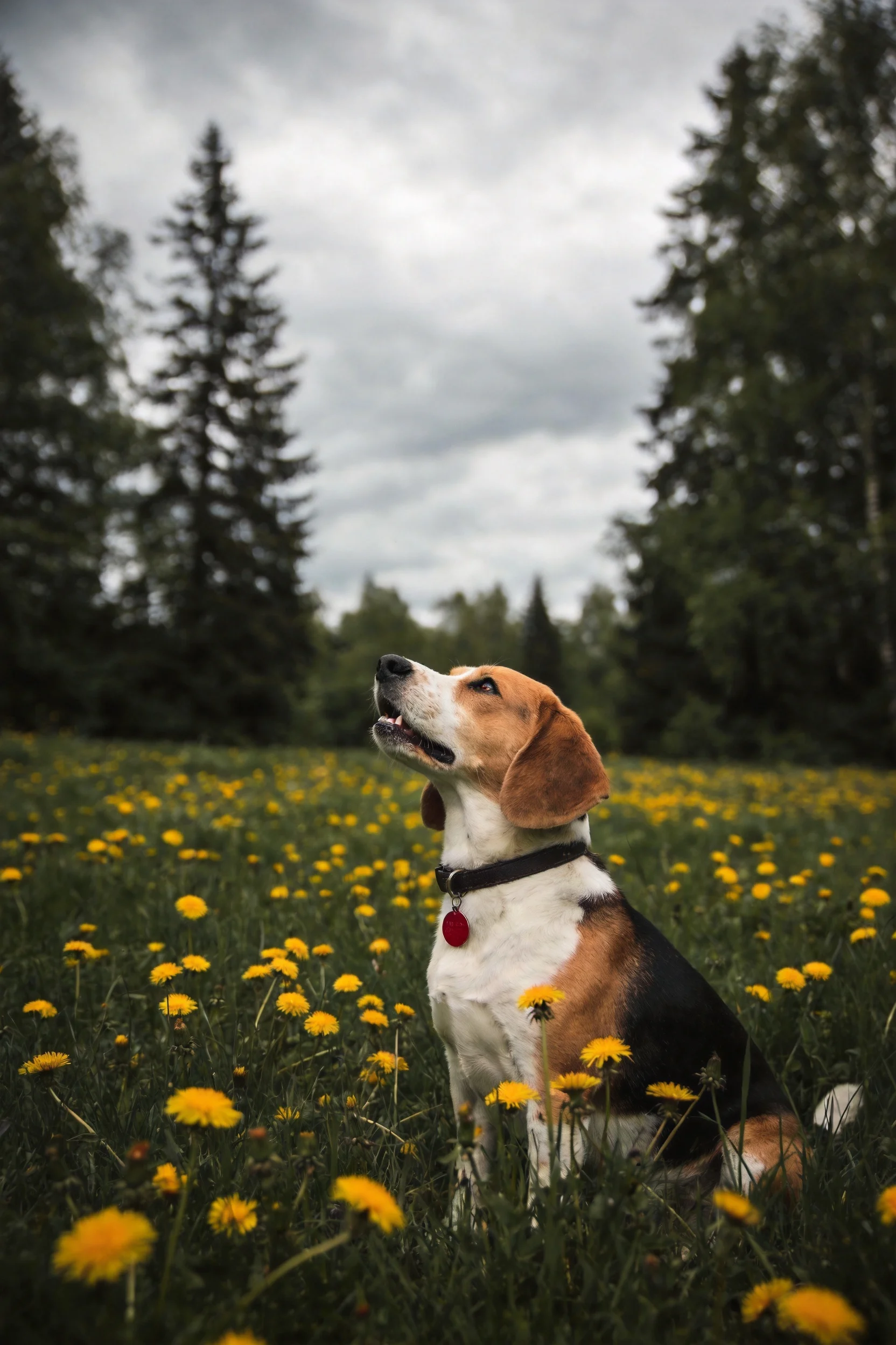 一只比格犬安静地坐在满是黄色小花的草地上,它有着黑棕白相间的被毛,耳朵大而下垂,嘴巴微微张开。