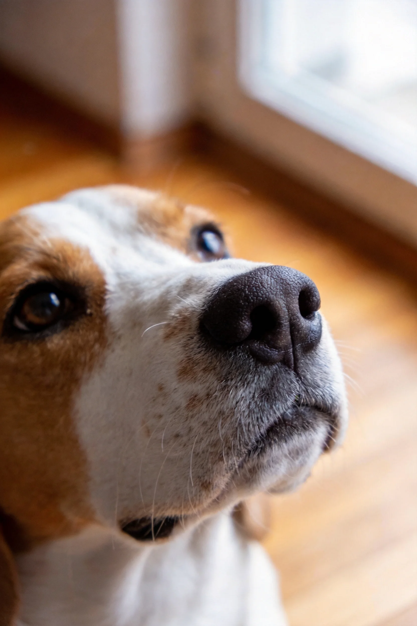 一只比格犬抬头凝视，棕白相间的毛发，黑色的鼻头清晰可见。