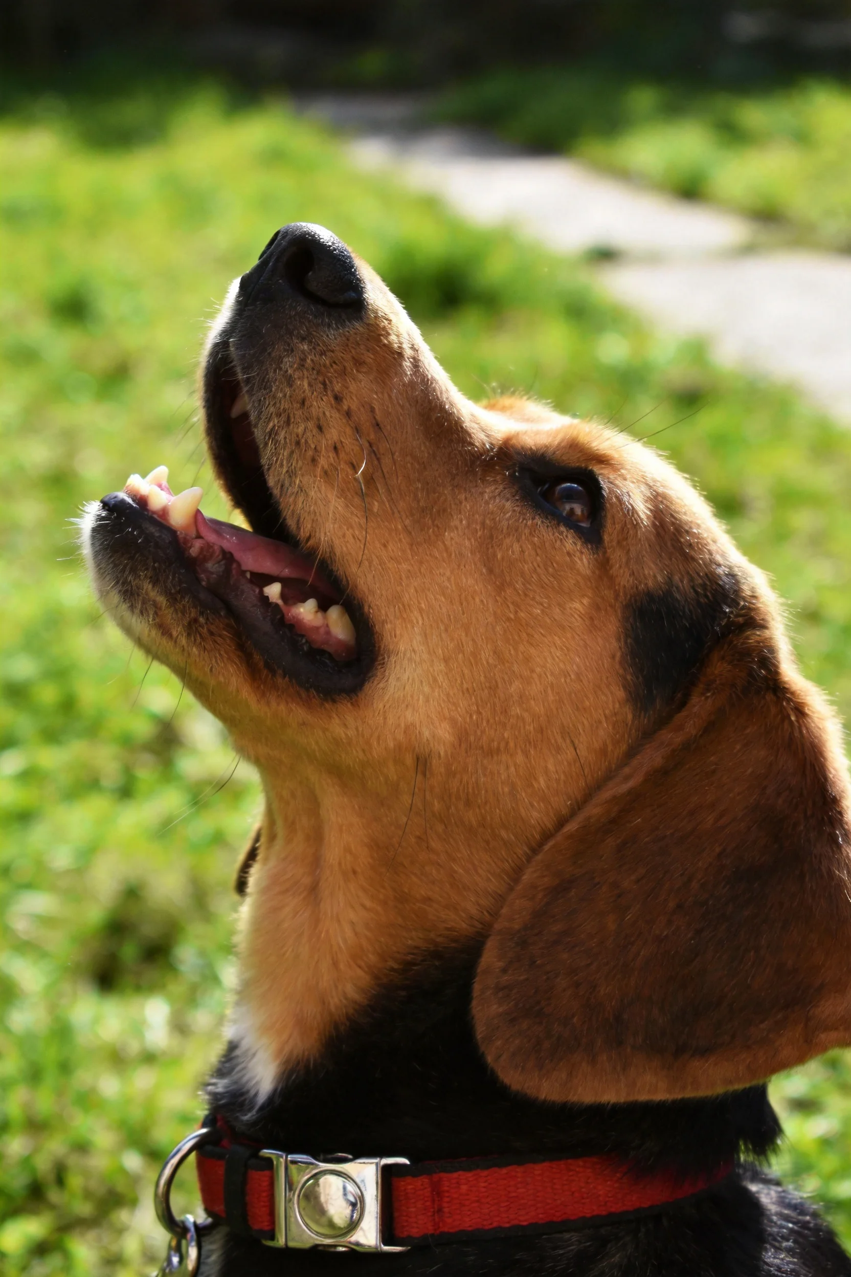 一只短毛猎犬混种犬仰头张嘴，露出牙齿和粉色舌头，棕黑相间的被毛在阳光下清晰可见。