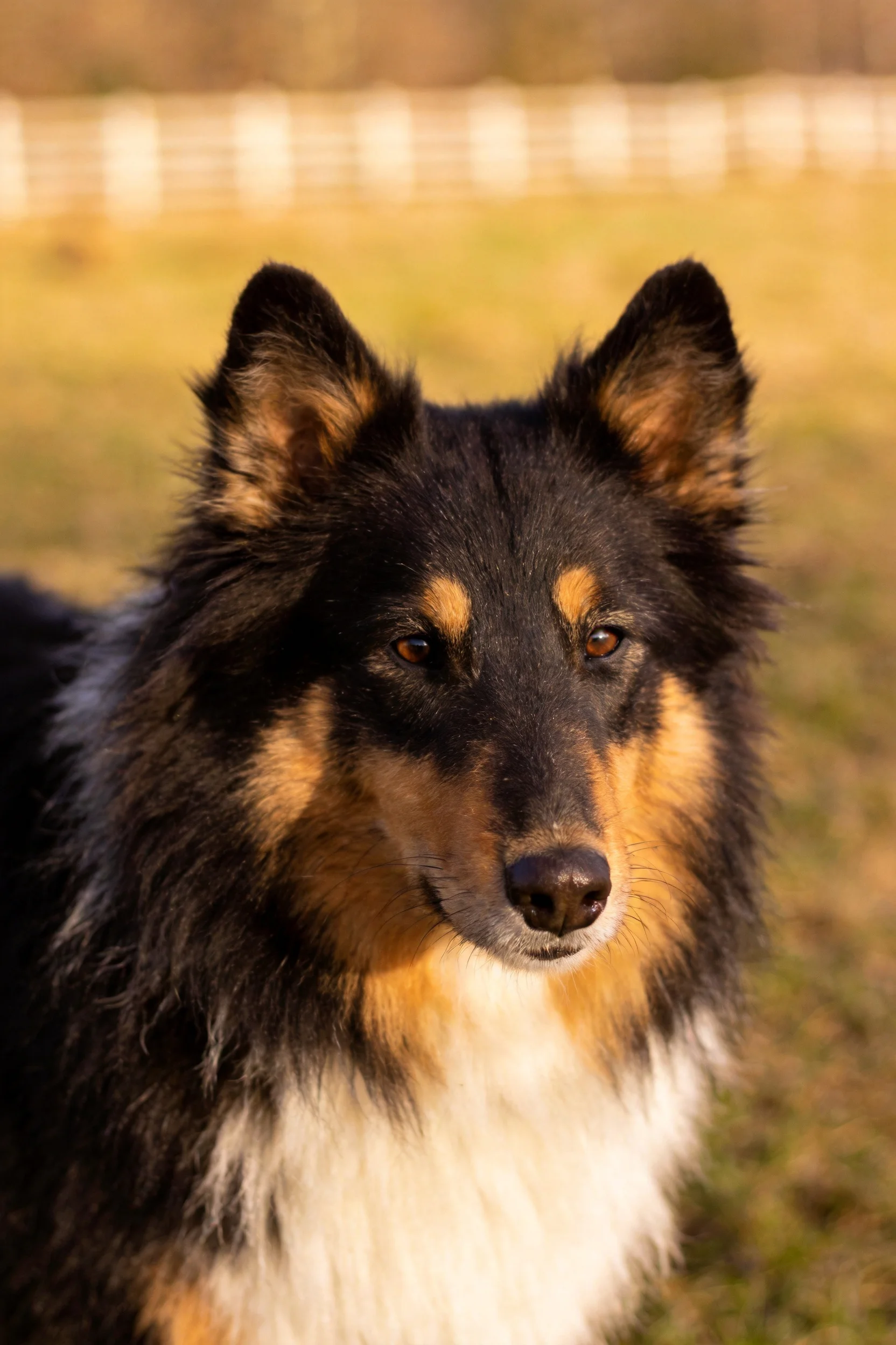 设得兰牧羊犬毛发浓密蓬松,黑棕白三色分明,眼神专注注视前方。
