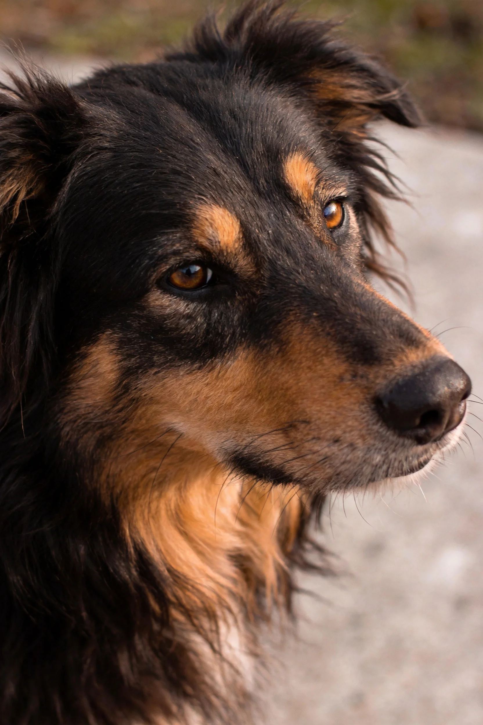 一只黑牧羊犬,拥有黑棕色毛发和琥珀色眼睛,毛发垂落在脸部两侧。