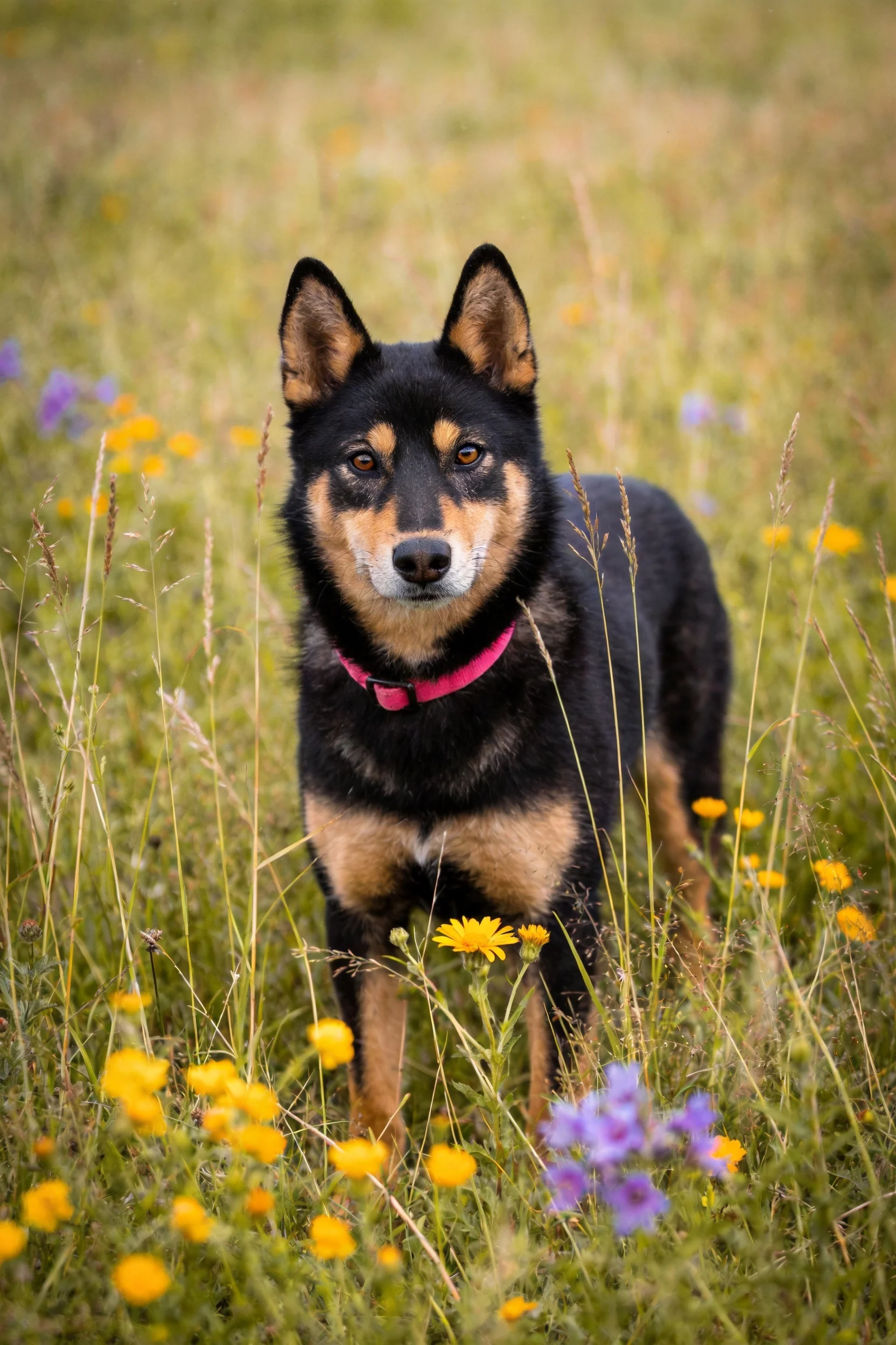 一只黑棕色德国牧羊犬站在野花点缀的草地上,颈部佩戴粉色项圈,毛发短而浓密。