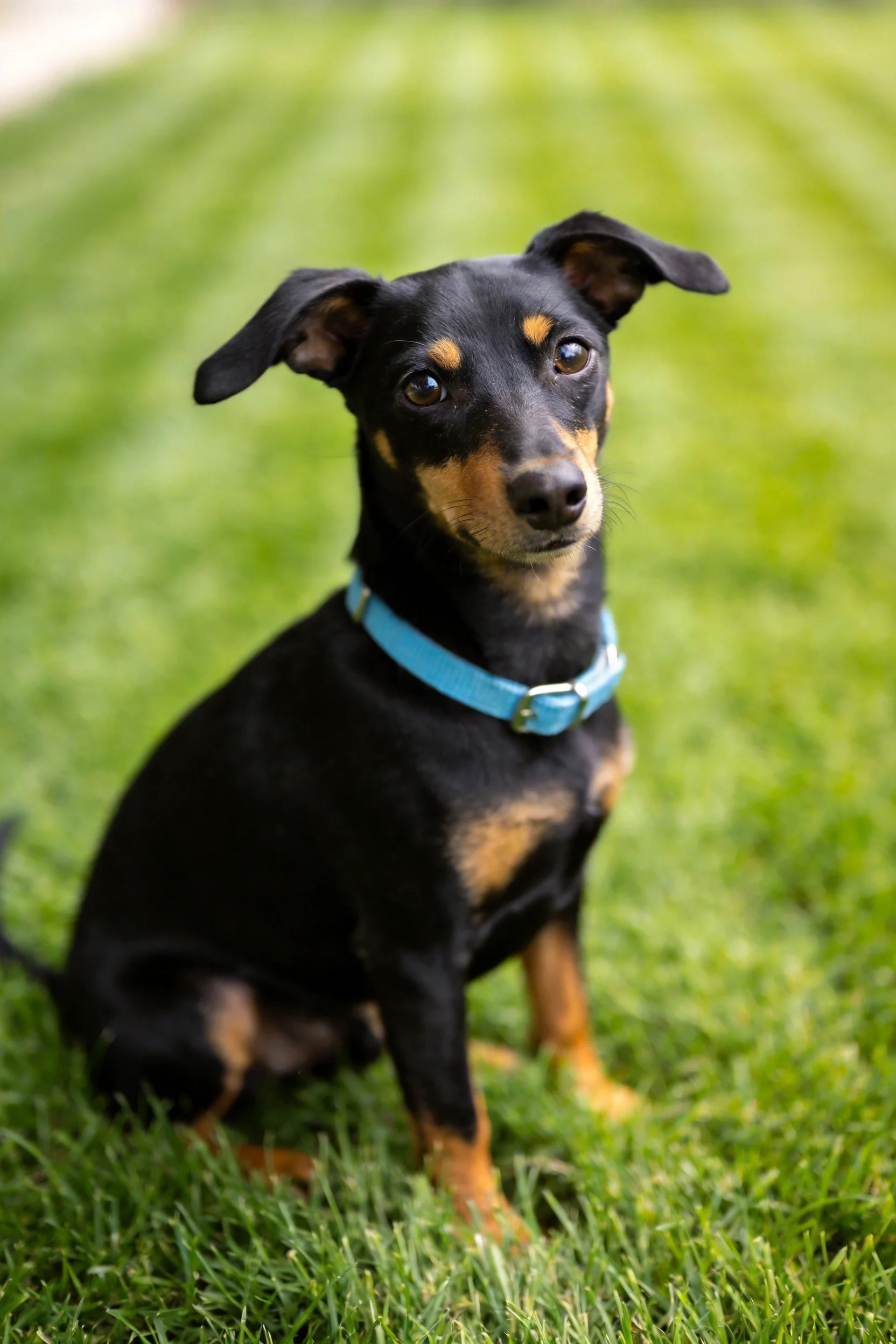 曼彻斯特梗犬安静坐着,黑色与浅棕色皮毛分明,蓝色项圈清晰可见。