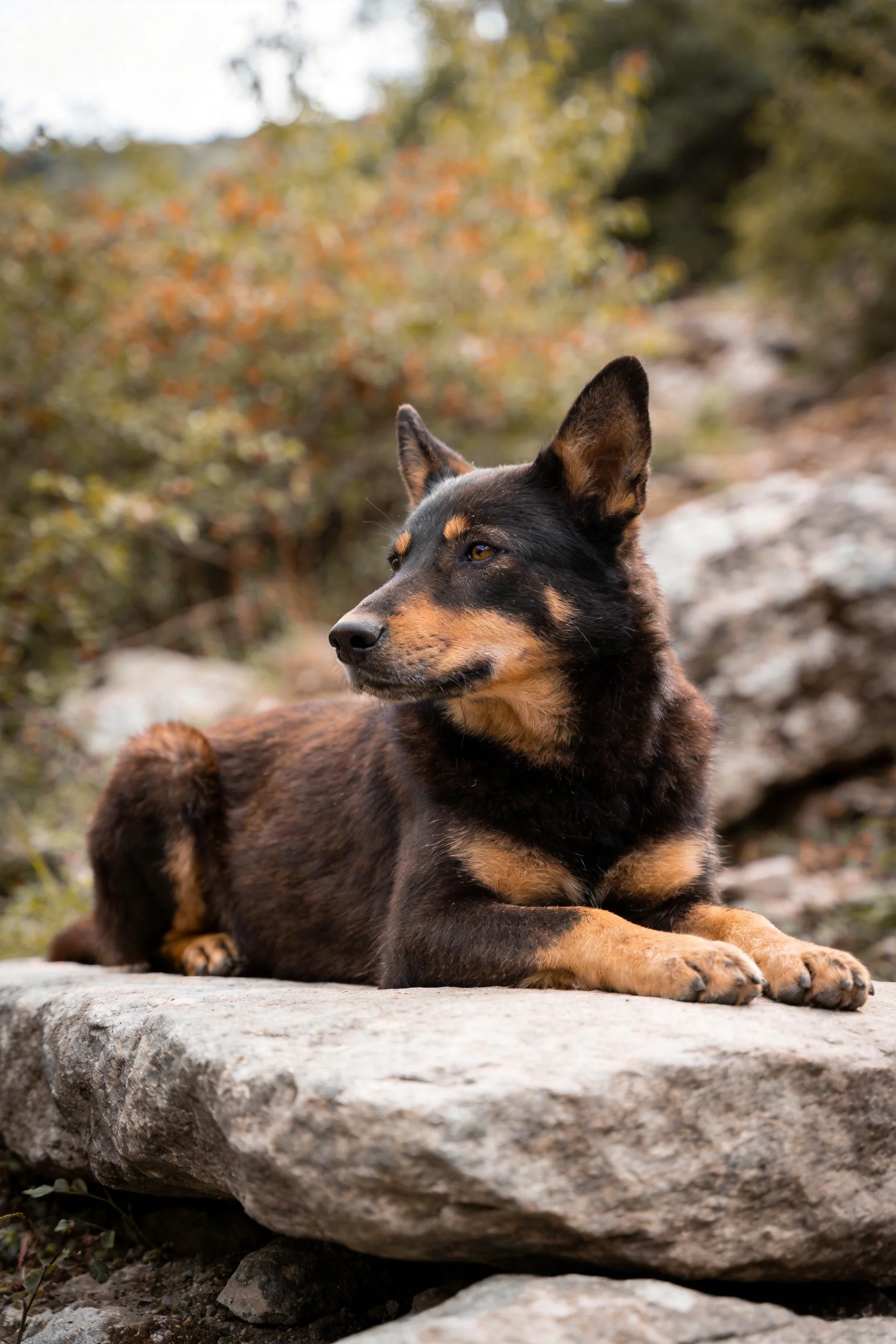 黑棕相间的短毛混血牧羊犬趴在岩石上,耳朵竖立,眼睛注视远方,毛发短而浓密。