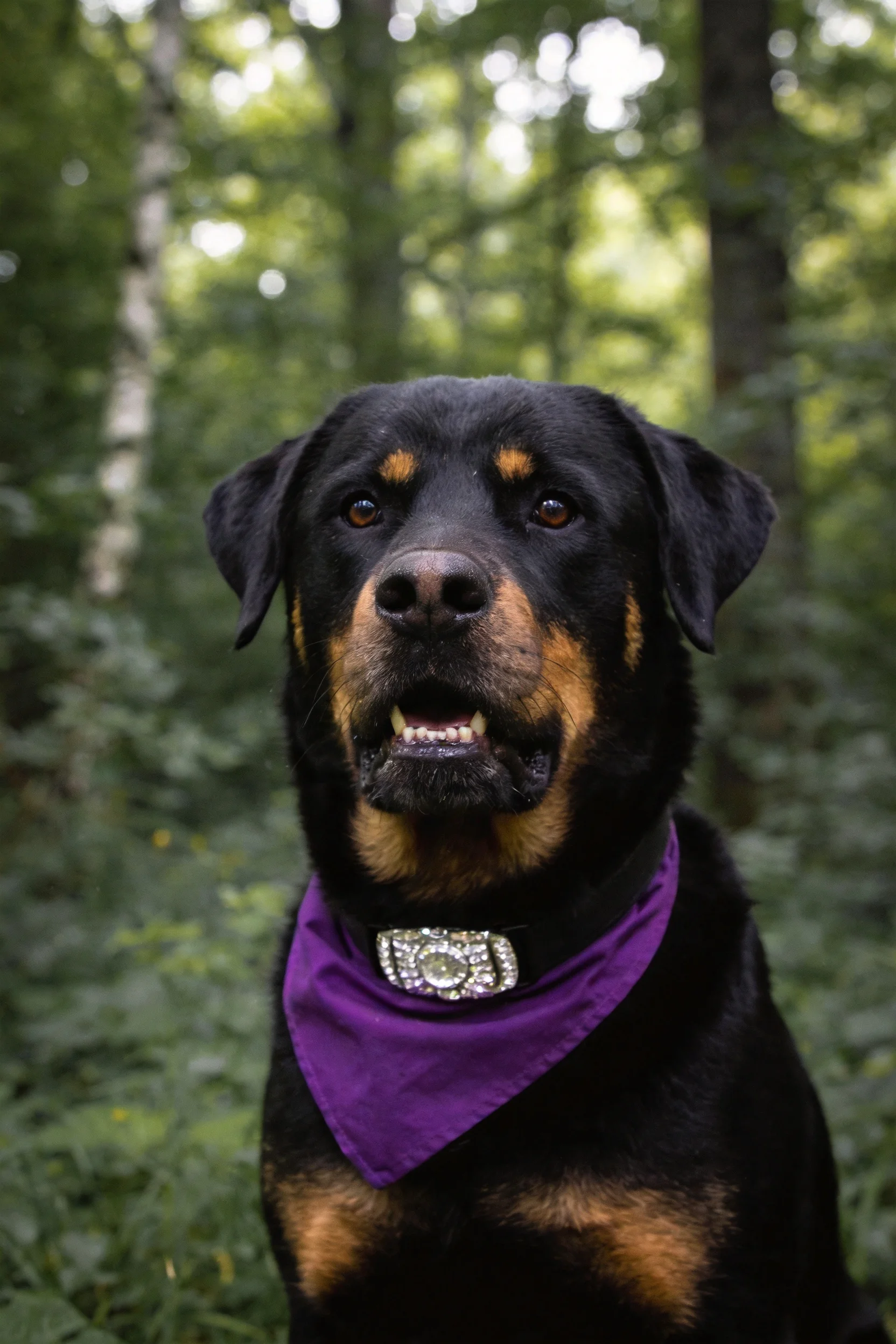 罗威纳犬戴着紫色装饰性围巾,在森林环境中安静坐着,展现出其典型黑棕色毛发特征。
