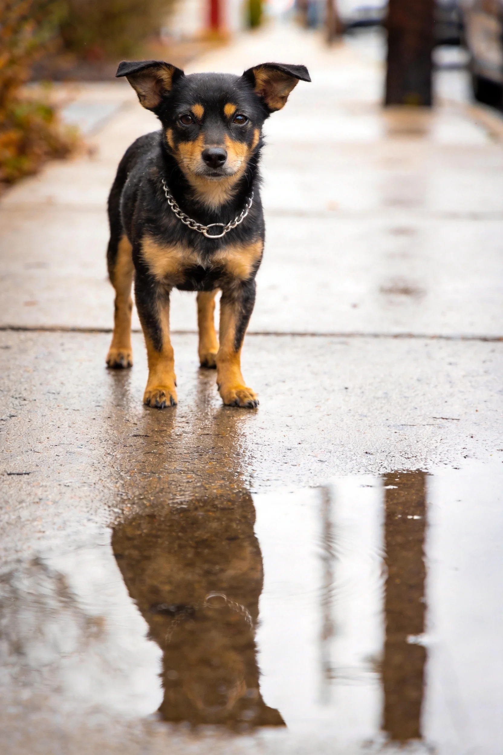一只黑褐色小型混血梗犬站在雨后潮湿的人行道上,水面清晰倒映出它的形象,佩戴着金属链条项圈。