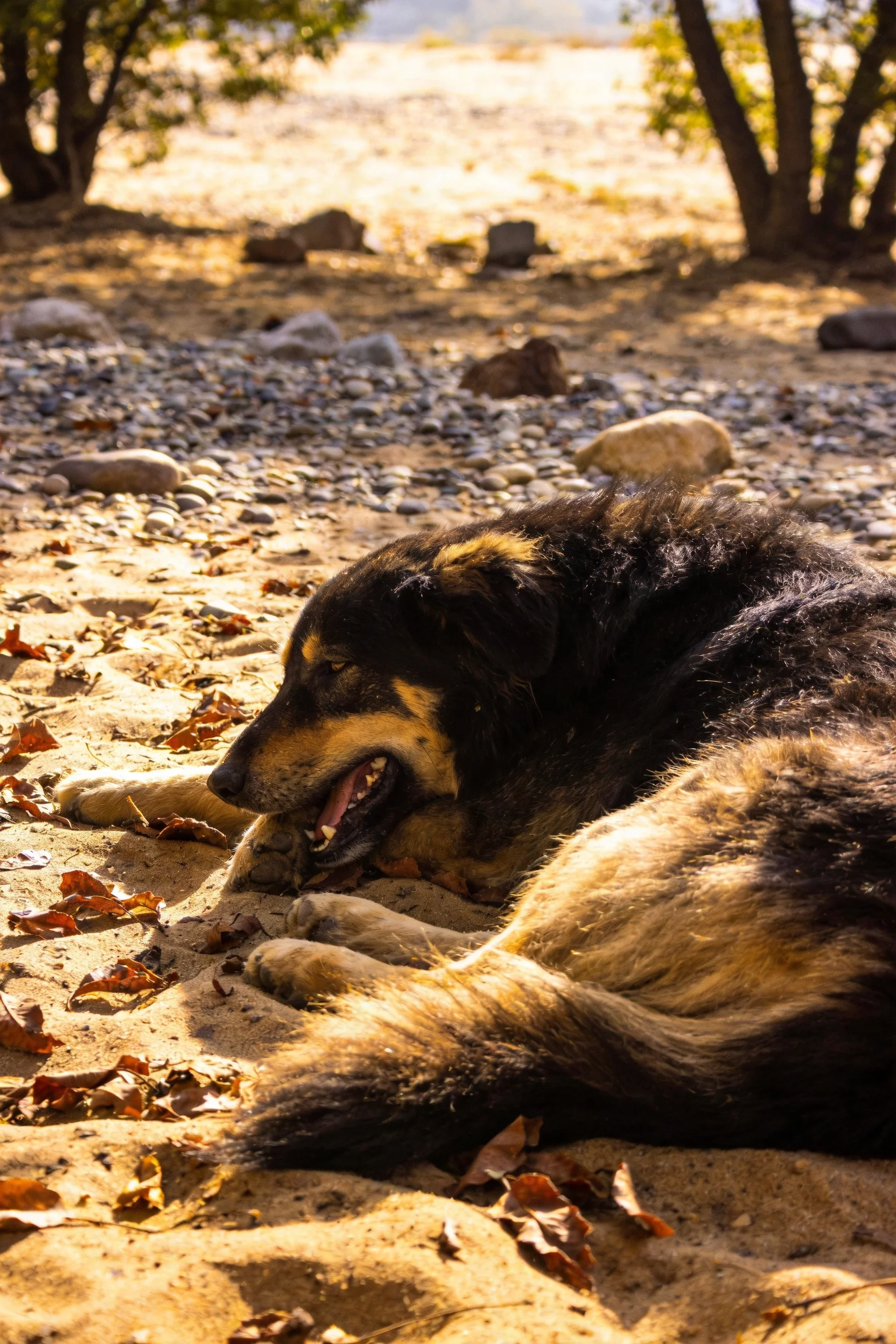 一只黑棕相间毛发浓密的大型牧羊犬在沙地上休息，嘴巴张开露出牙齿。