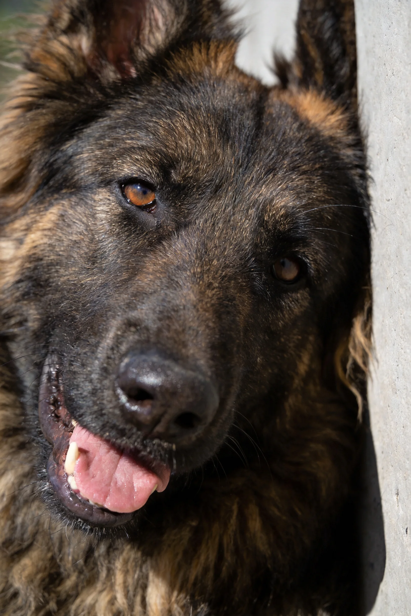 德国牧羊犬有着深棕色带浅褐色斑纹的被毛,舌头微微伸出,展现出放松的神态。