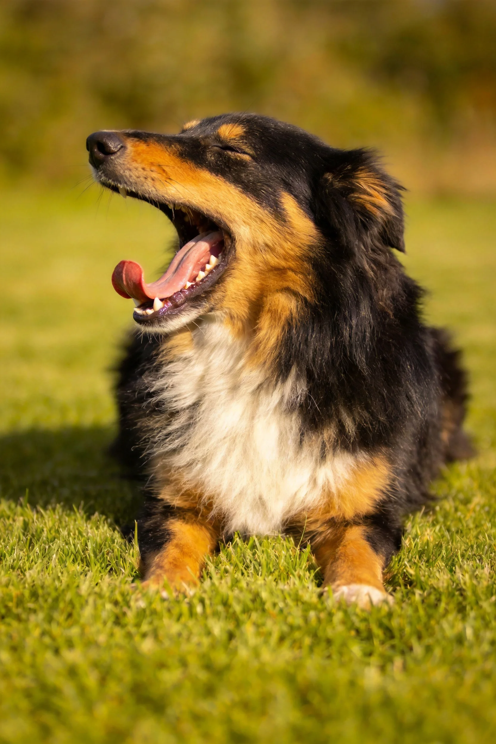 三色长毛混种犬张开嘴巴打哈欠,露出粉红色的舌头和洁白的牙齿。