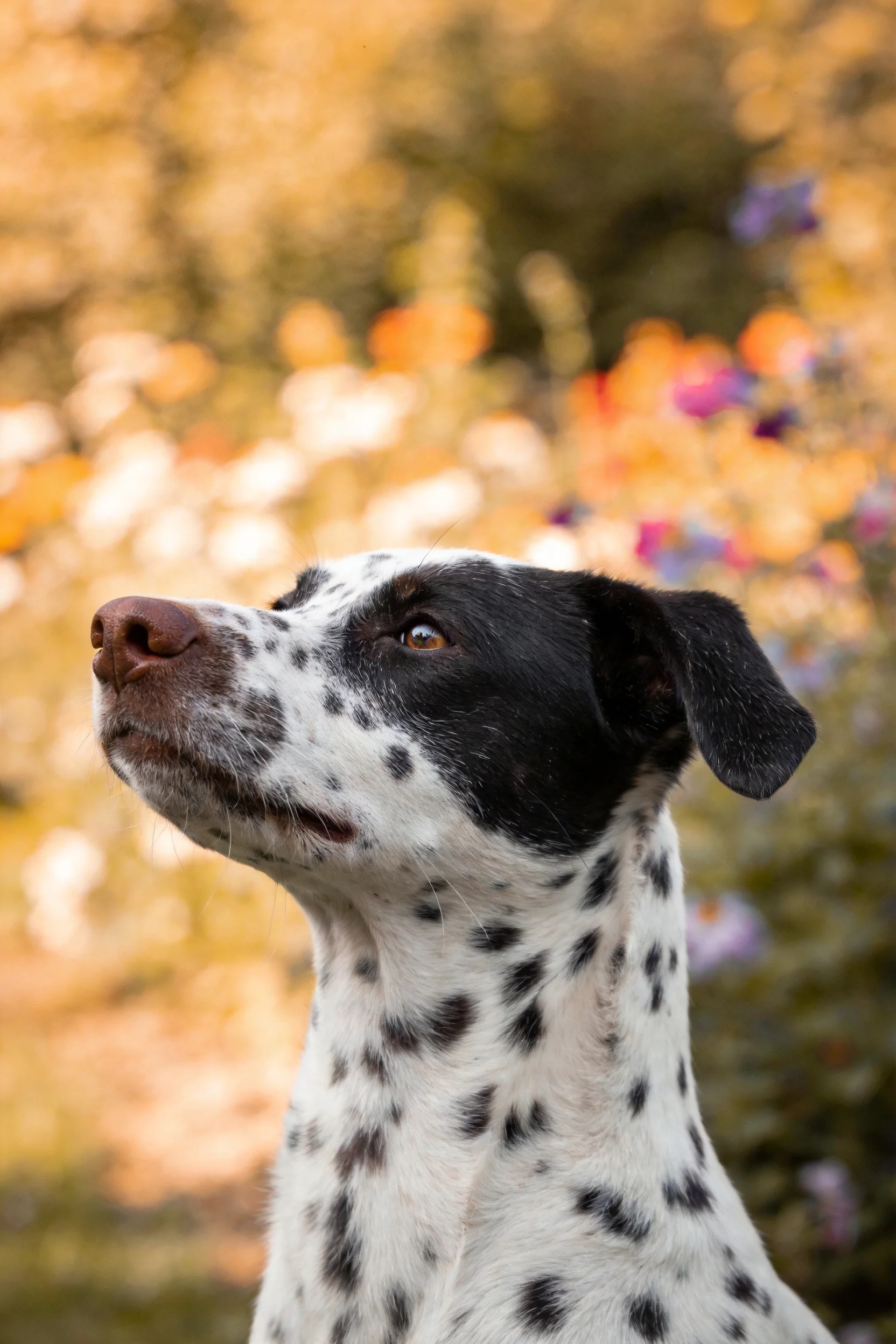 斑点指示犬头部特写,黑色面部与白色带黑点的身体形成鲜明对比,眼神明亮注视远方。