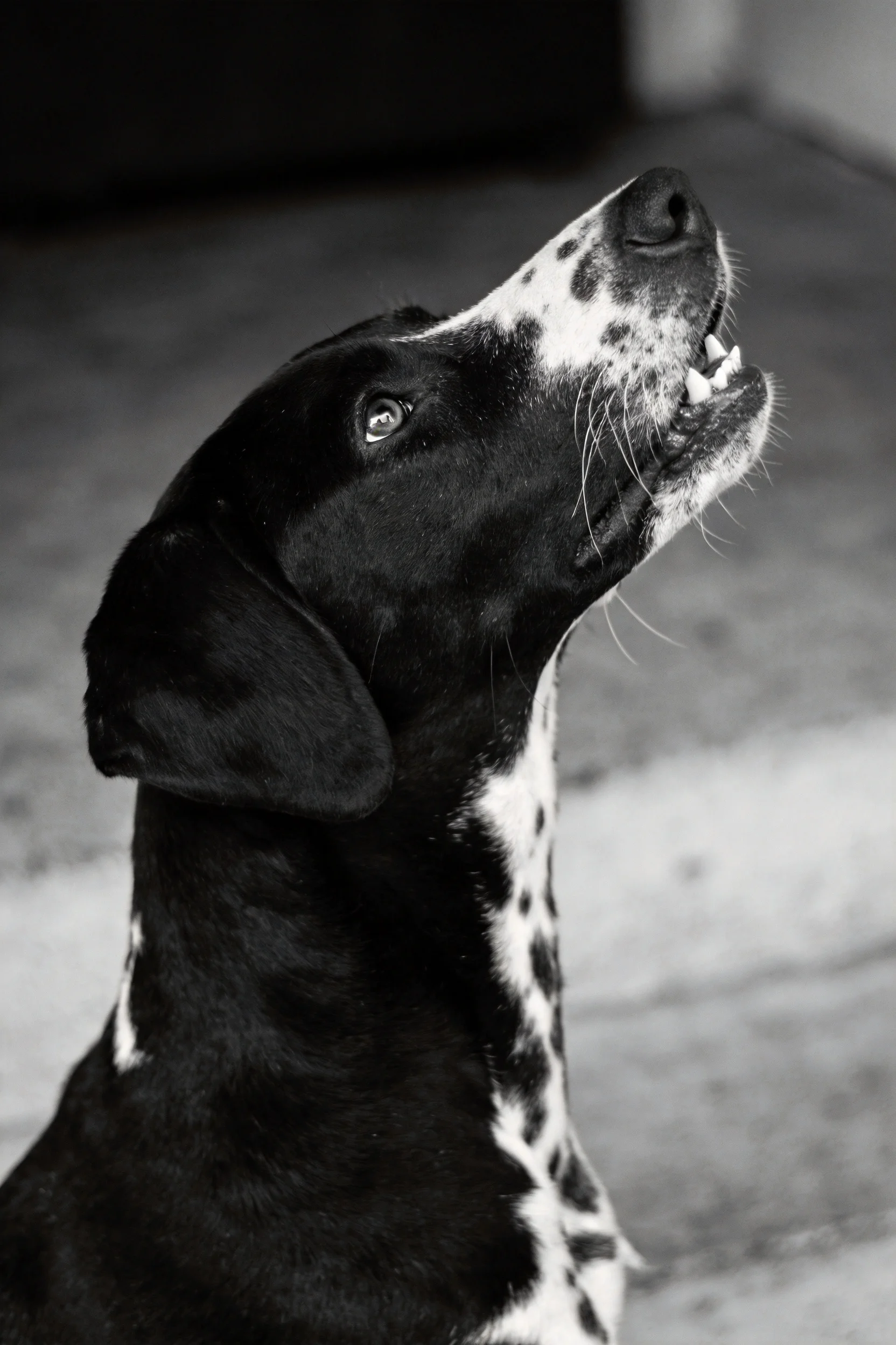 斑点指示犬仰视时露出白色牙齿与湿润鼻尖的特写画面。