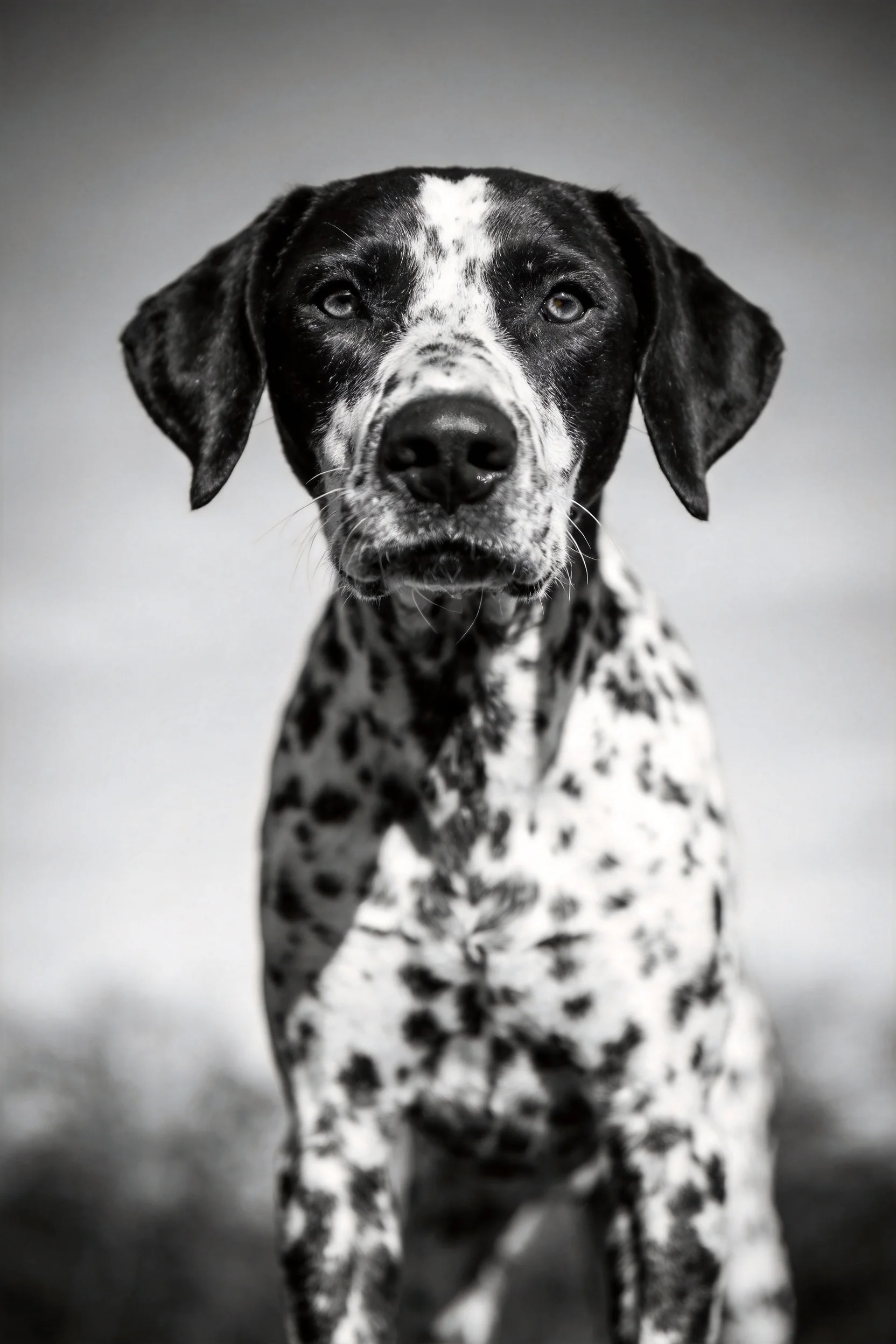 斑点指示犬双眼注视镜头,黑白相间的斑纹皮毛清晰可见。