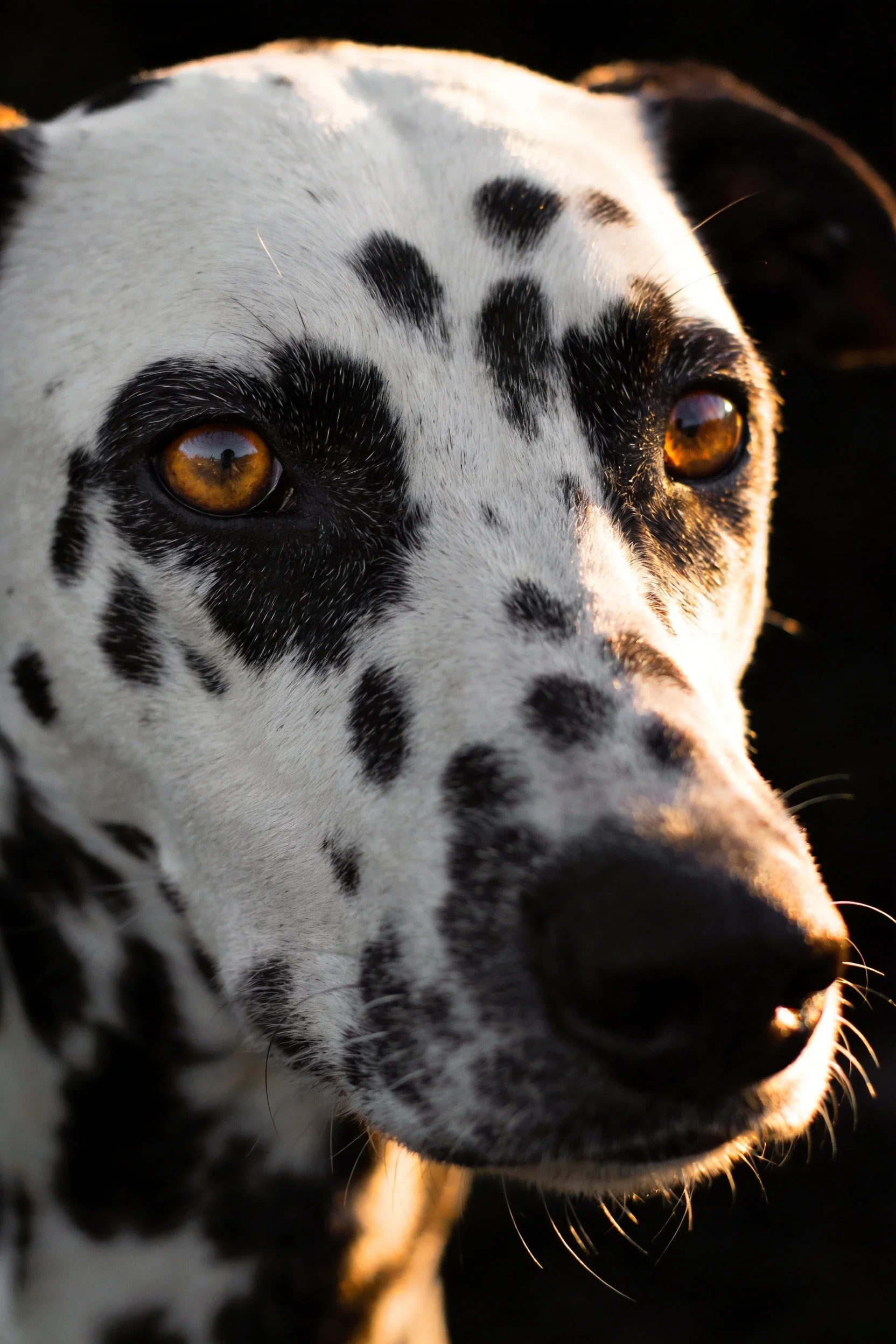 达尔马提犬拥有黑白相间的斑点皮毛，琥珀色眼睛明亮清澈。