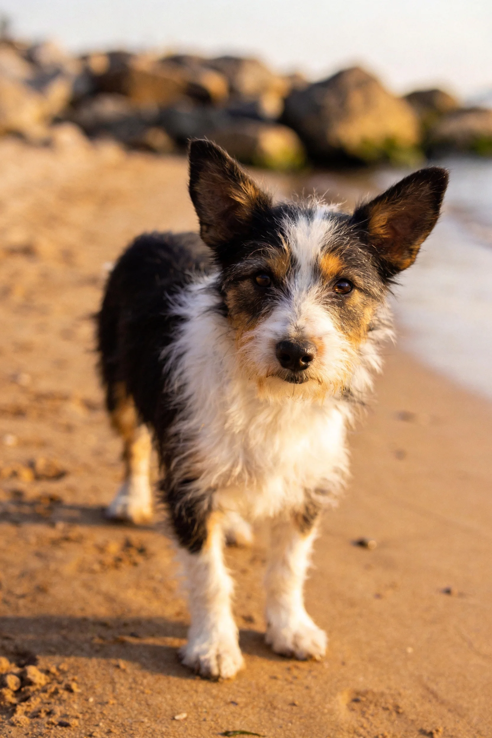 三色混血小型犬站在沙滩上,毛发湿润贴在额头,耳朵竖立注视镜头。