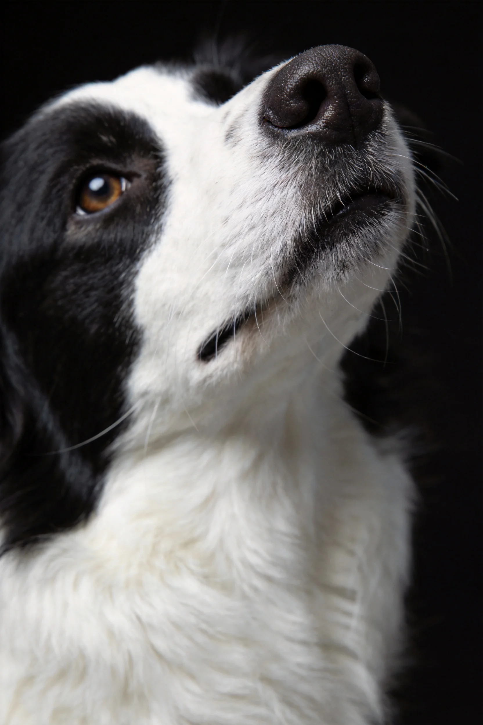 黑白边境牧羊犬仰视时,暖棕色眼睛与黑白毛发形成鲜明对比,面部细节清晰可见。