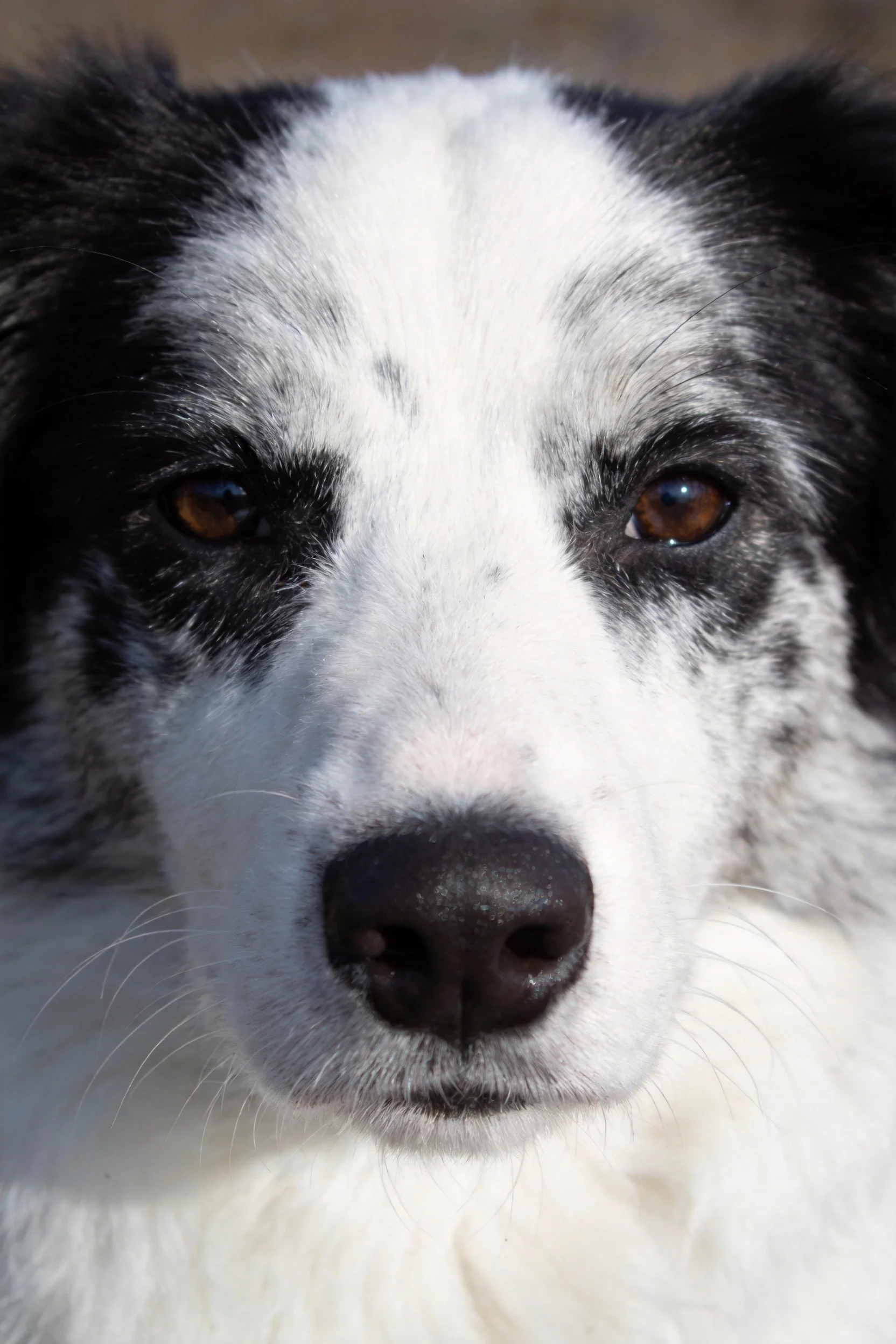 黑白边境牧羊犬,拥有清晰的棕色眼睛与黑白相间的毛发纹理,面部特写呈现其专注的神态。