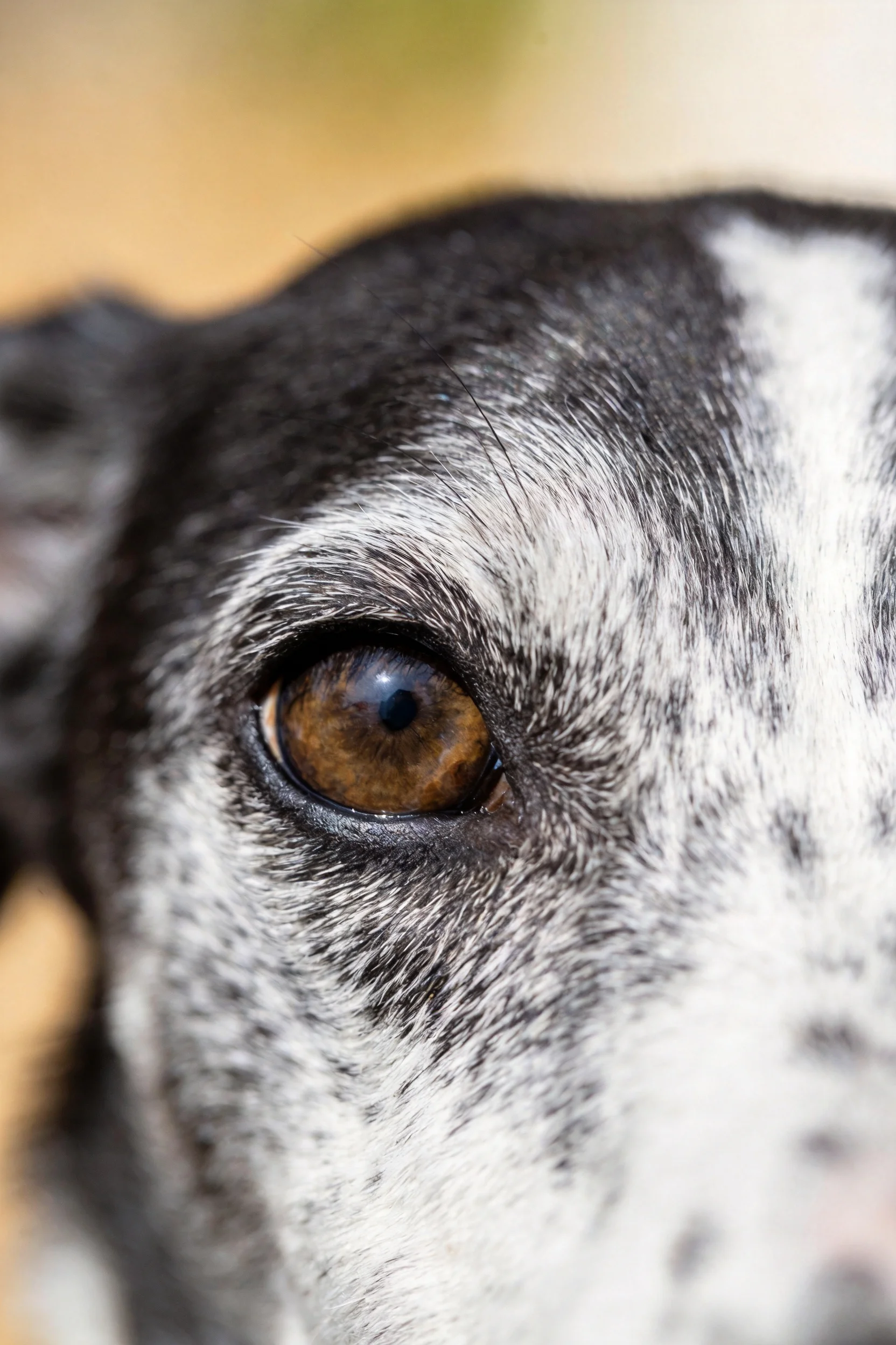 斑点混血犬眼部特写,深棕色眼瞳与黑白相间的皮毛形成鲜明对比。