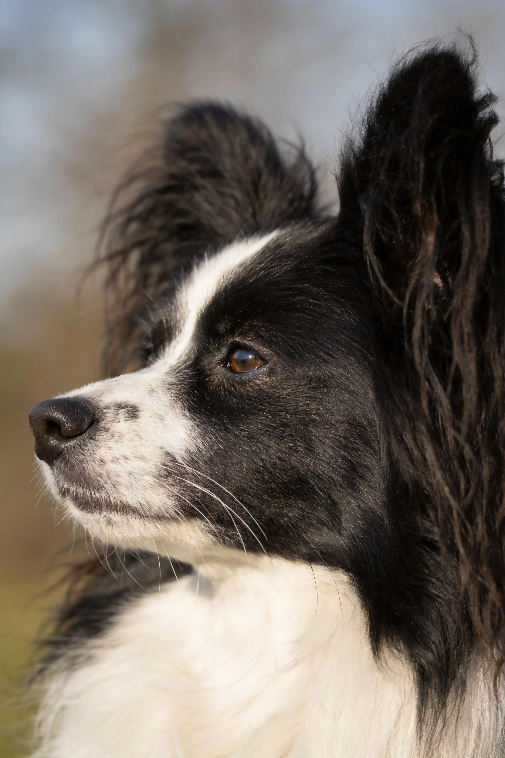 巴仙吉犬黑白相间的毛发,耳部蓬松有纹理,目光专注看向远方。