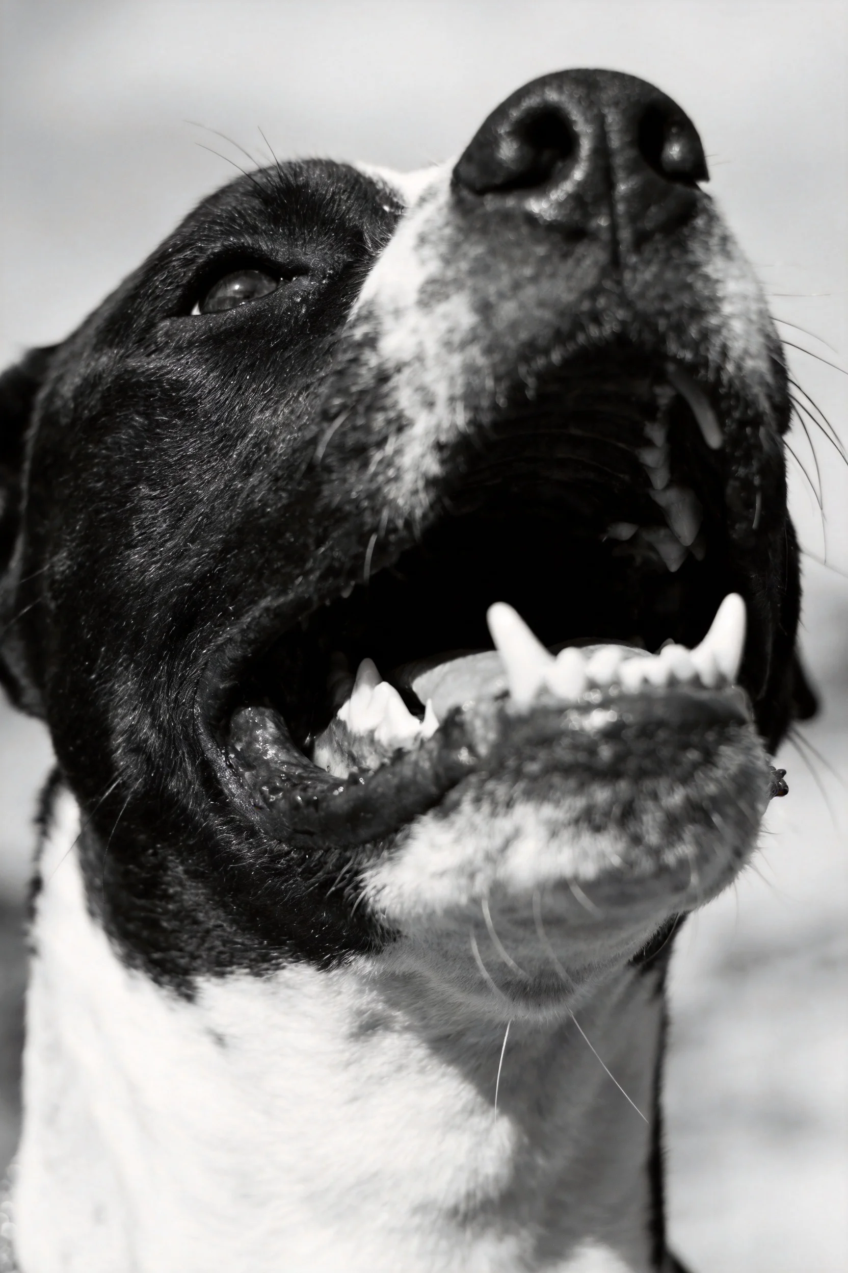 一只黑白斑纹的大型猎犬,嘴巴张开露出洁白牙齿,处于仰视拍摄角度下的特写画面。