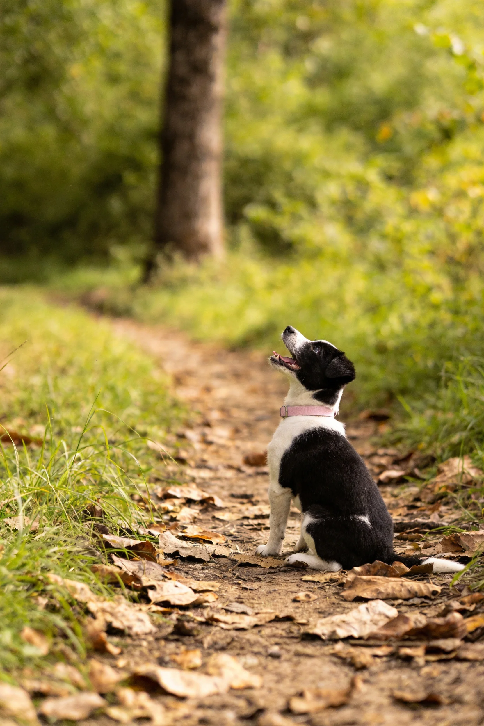 边境牧羊犬幼犬黑白相间,正坐在满是覆盖的小径上抬头张望。