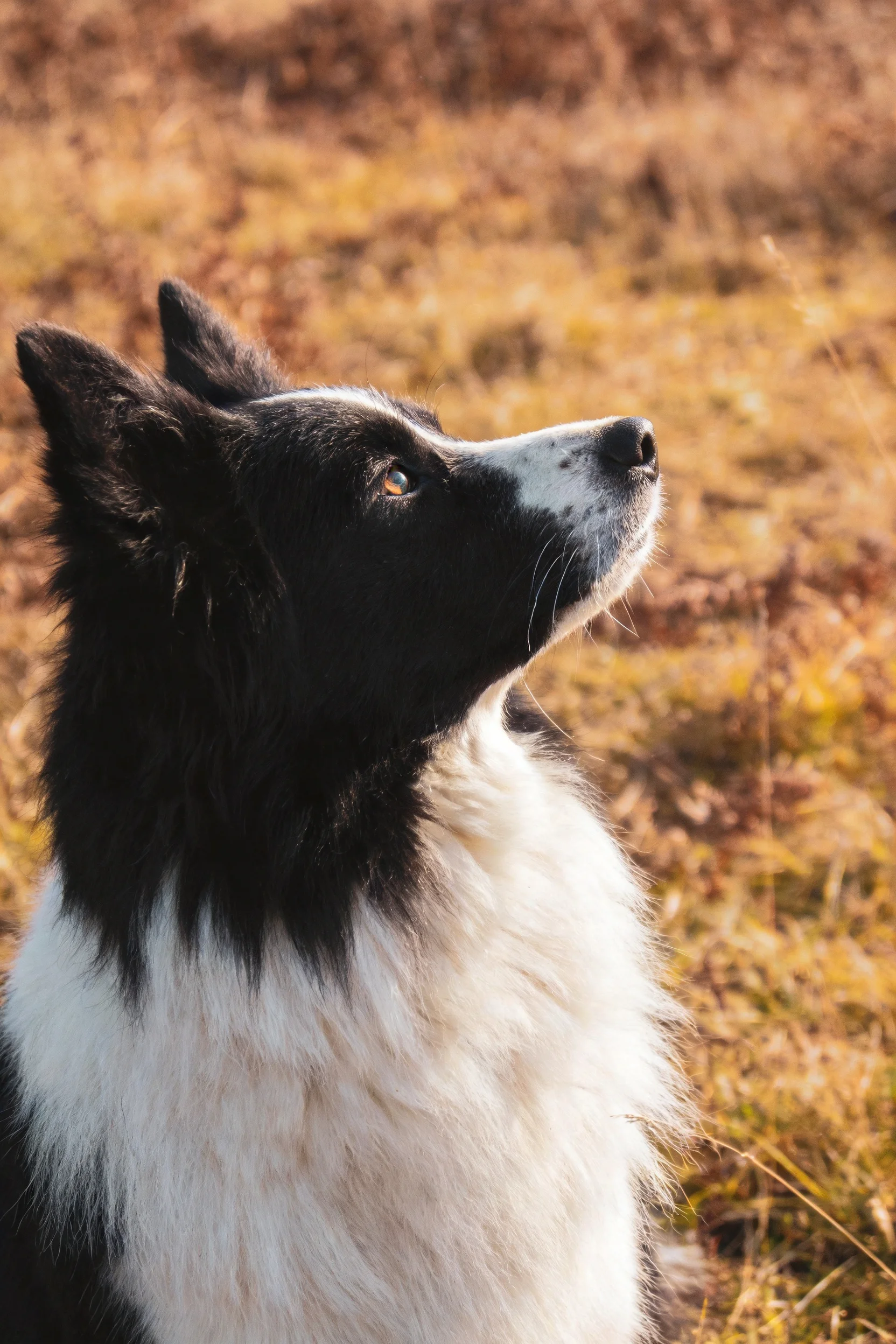 黑白边境牧羊犬抬头凝视,白色胸部与黑色头部形成鲜明对比,毛发蓬松有质感。