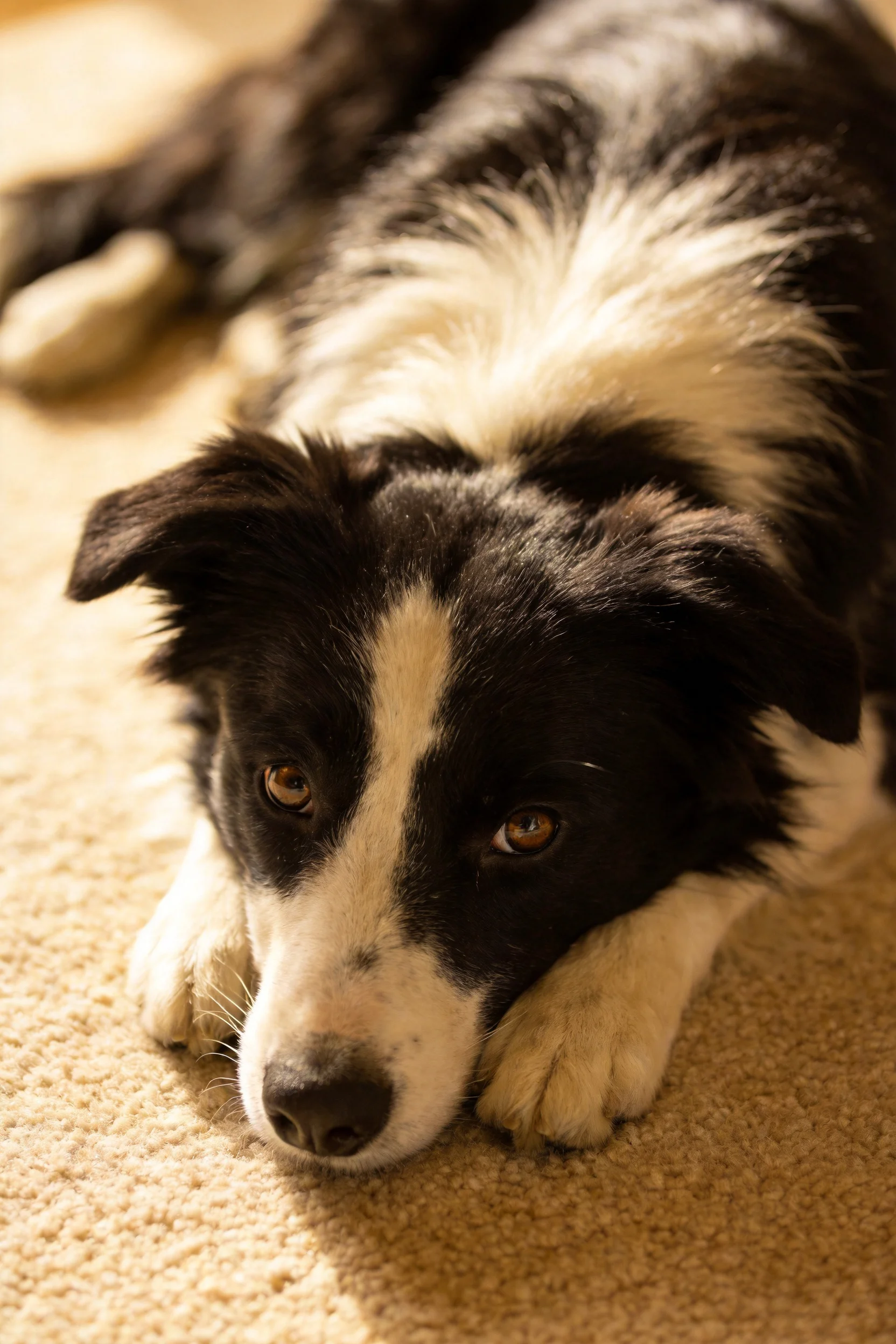 边境牧羊犬安静趴卧,黑白被毛分明,眼部明亮清澈,处于室内环境。